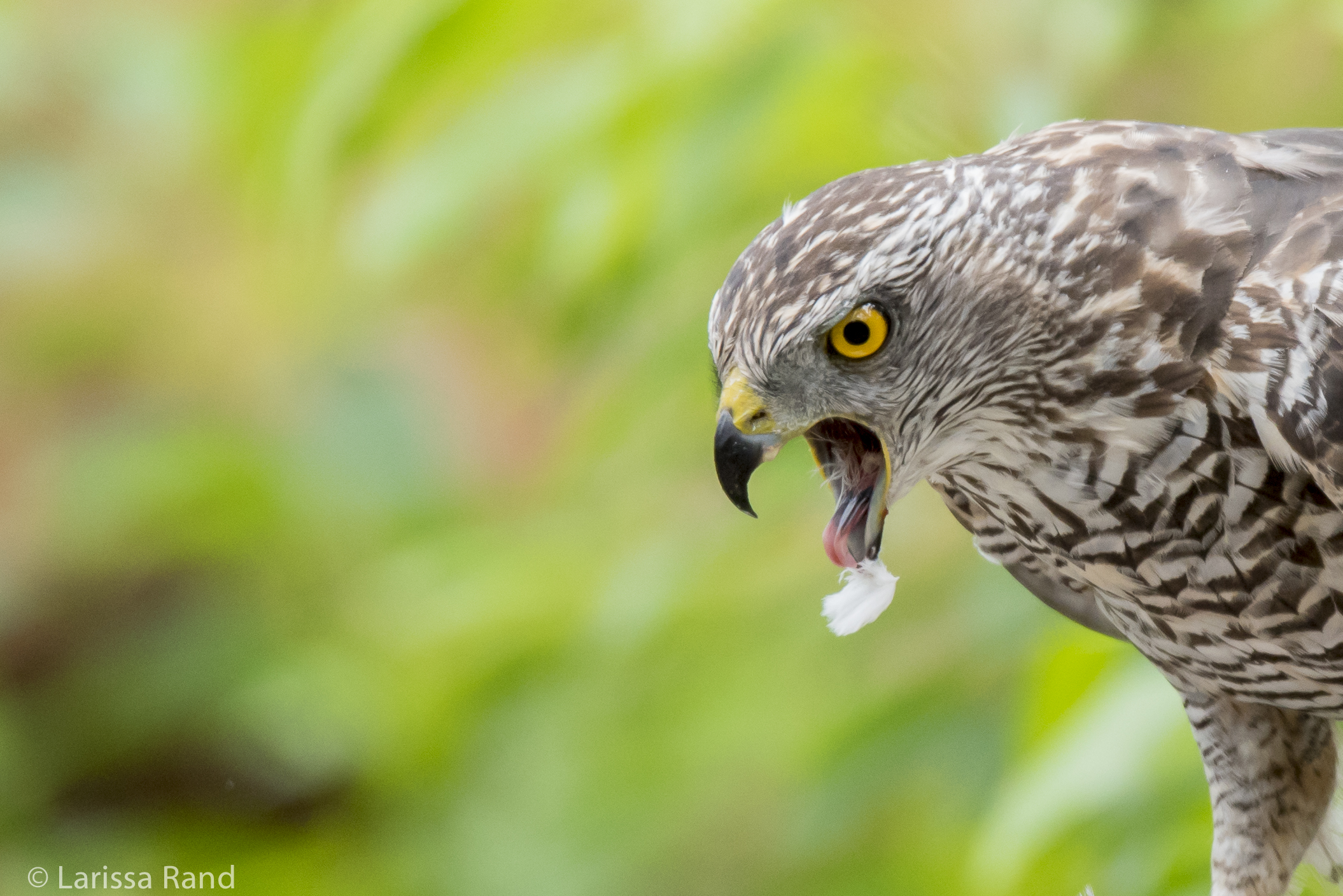 getver-al-die-veertjes