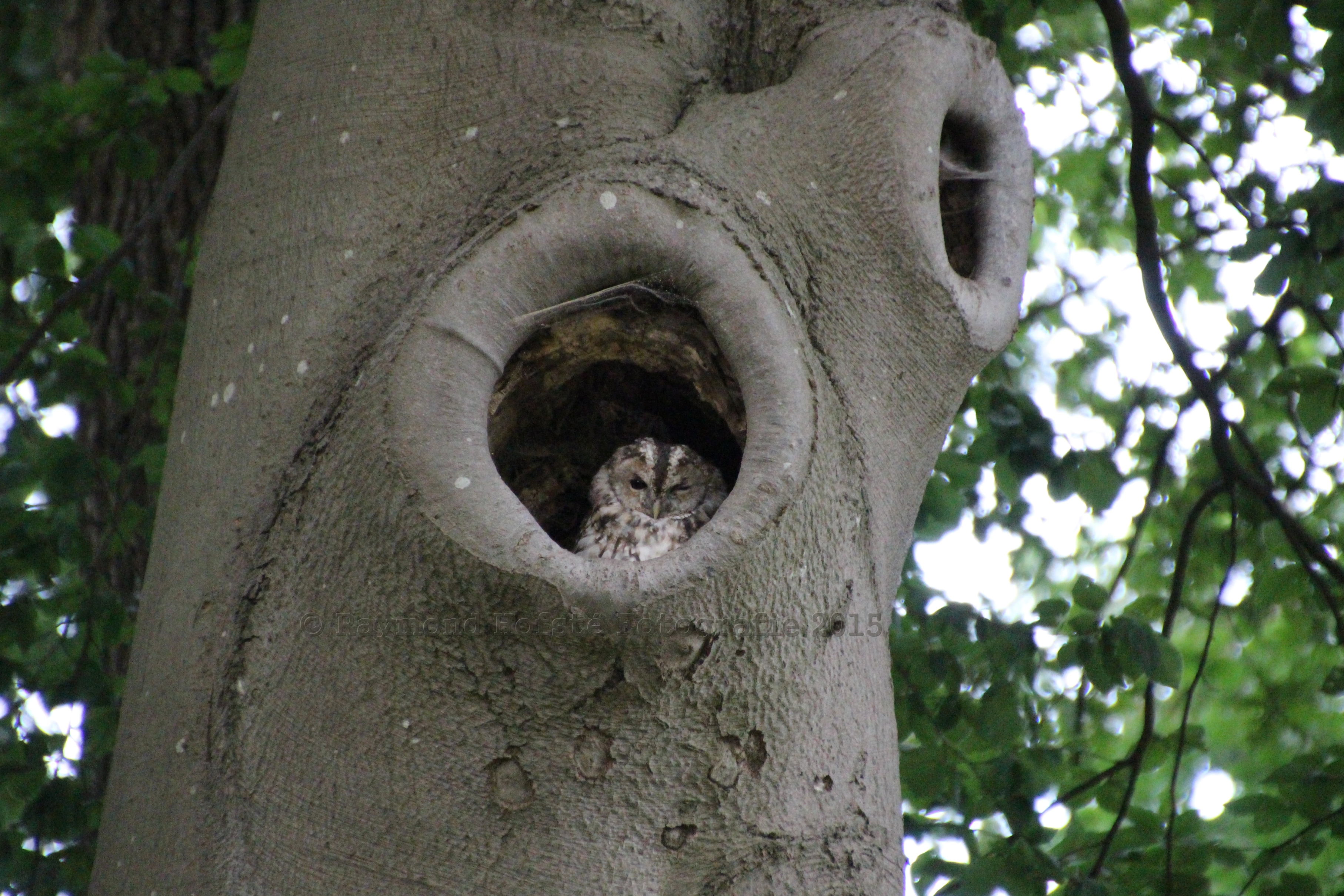 bosuiltje-knipoogde-naar-mij