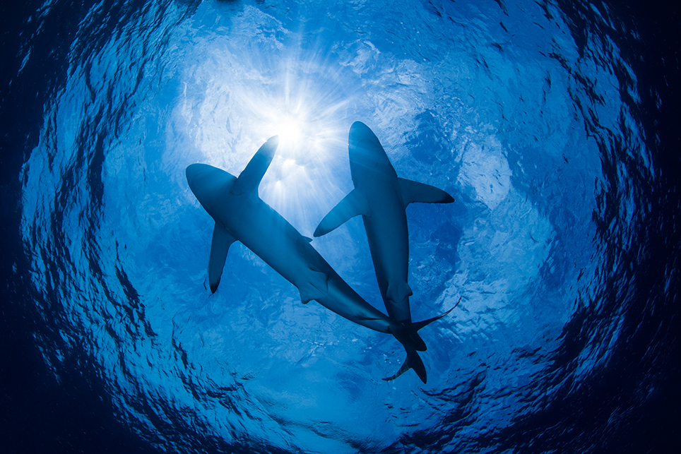 haaien-in-tegenlicht
