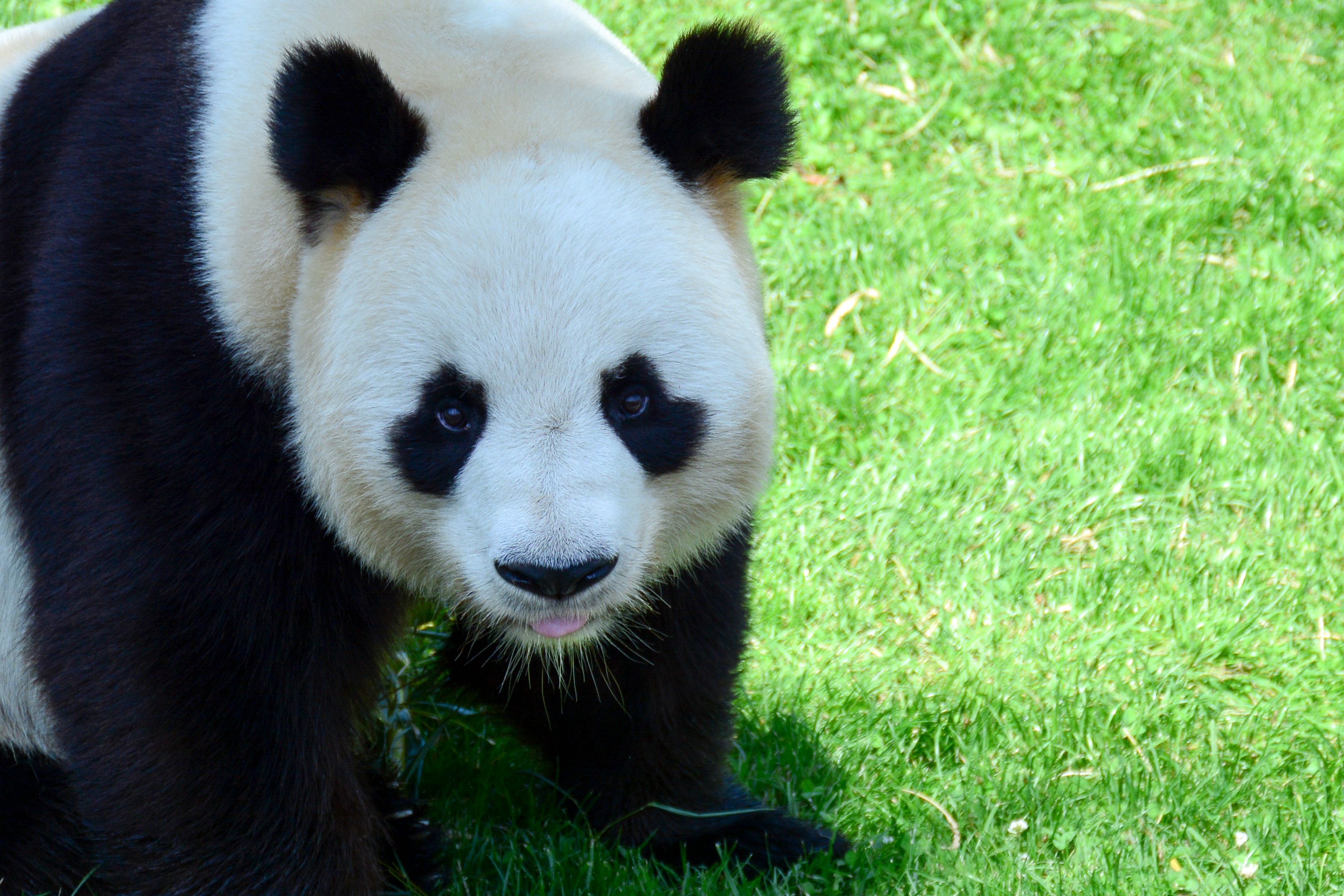 giant-panda-watching-you