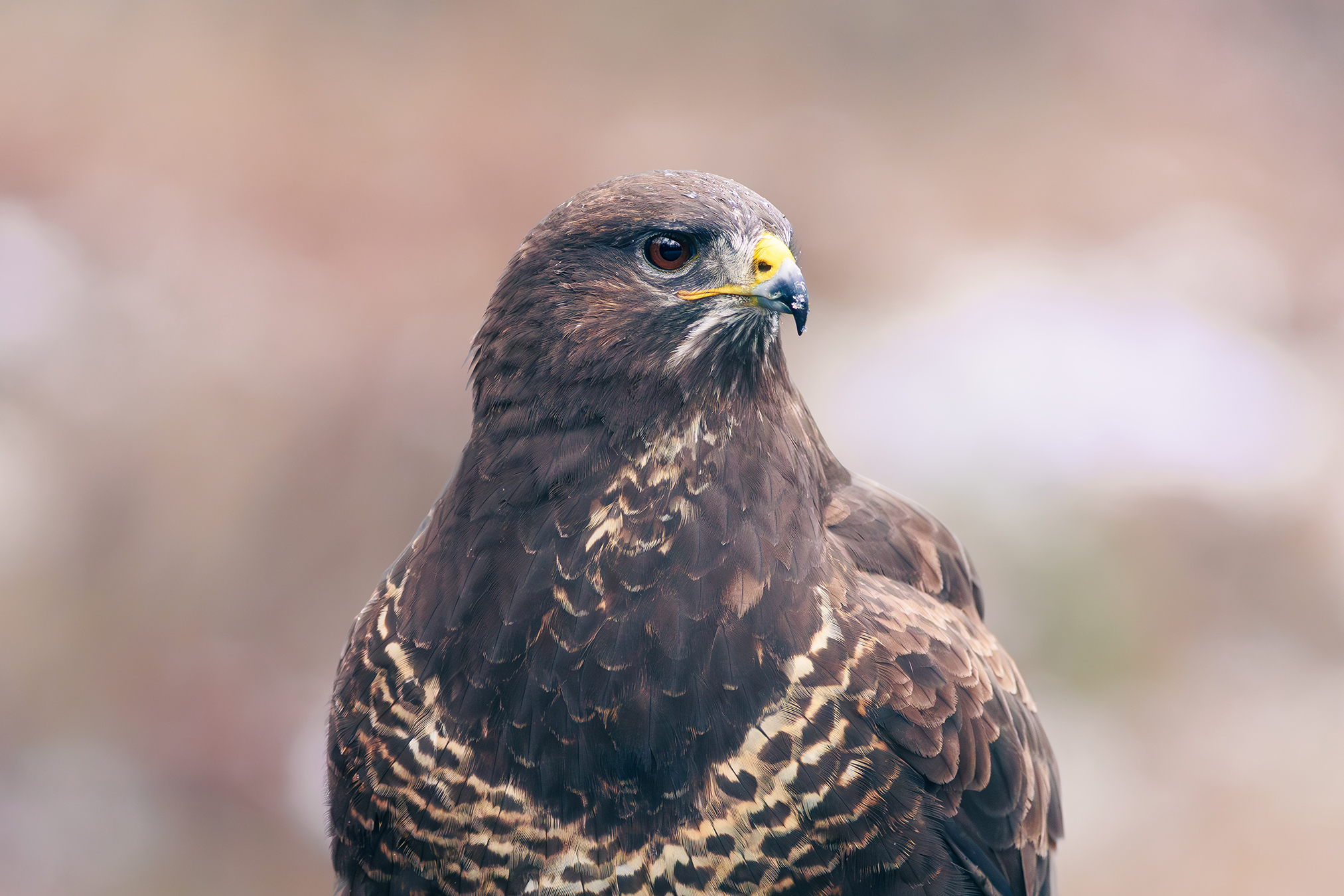 portret-van-een-buizerd