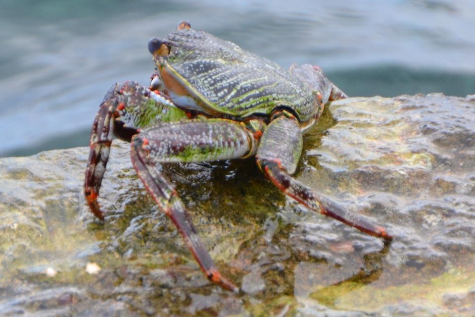 krab-in-jamaica