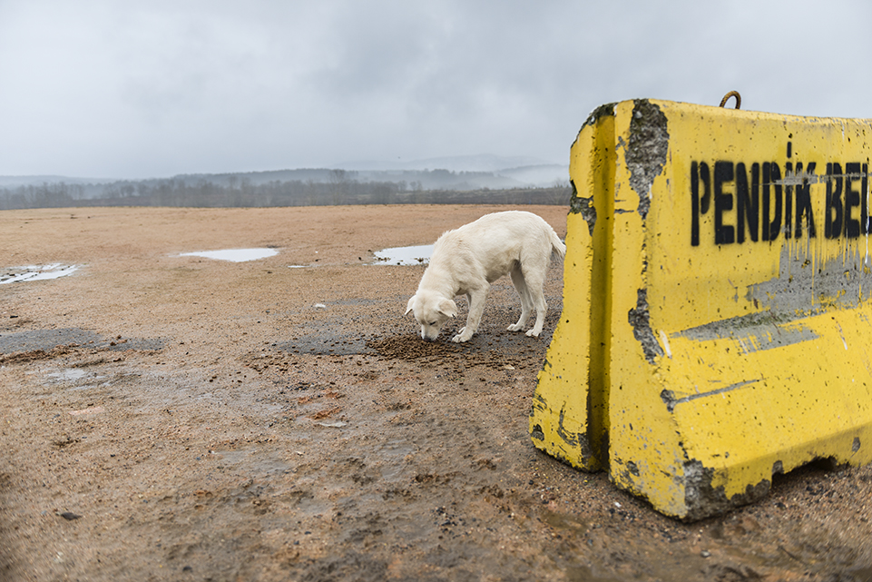 shelterdogs-in-istanbul-3