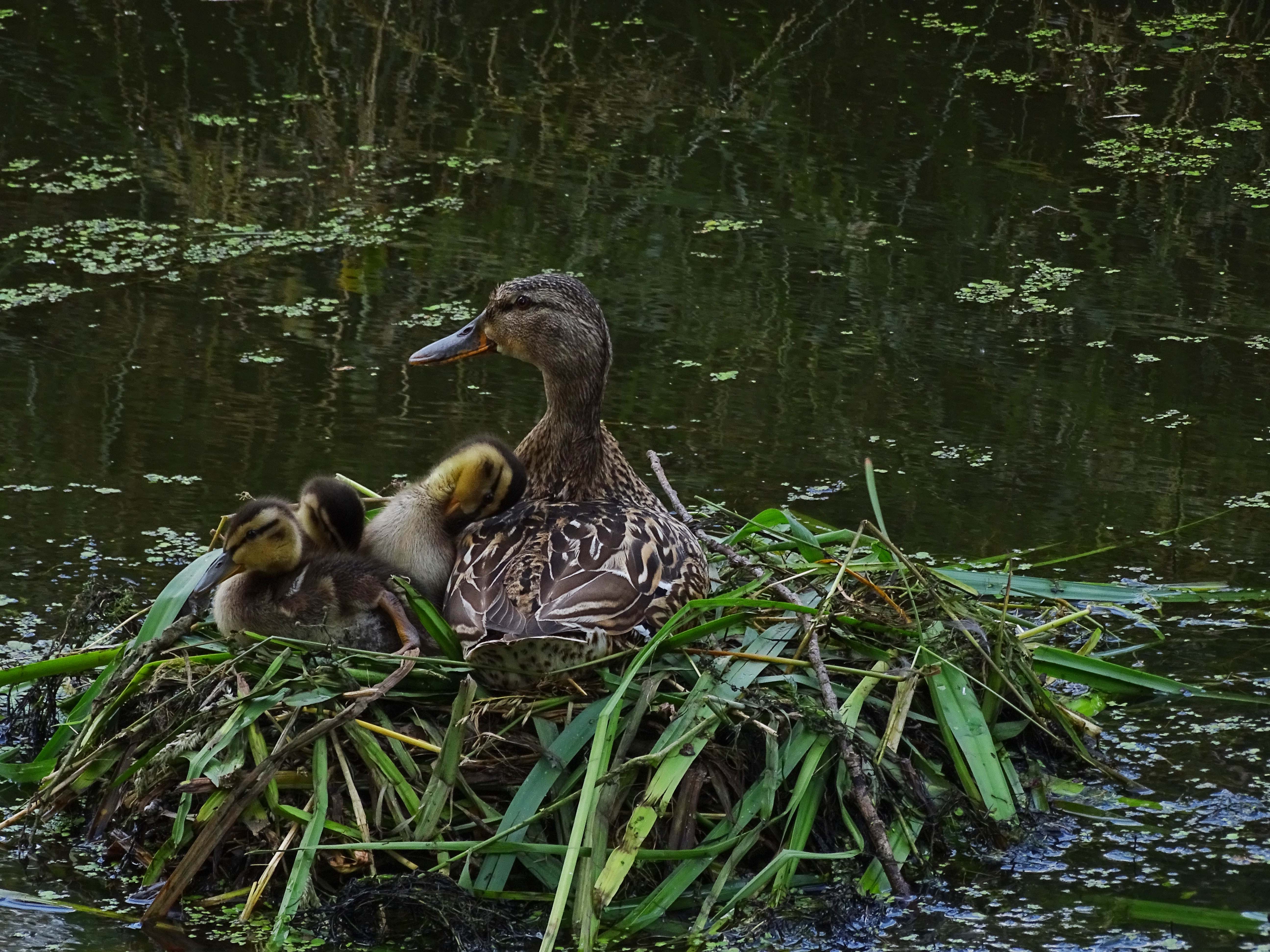 veilig-bij-moeder-alblasserbos-2015