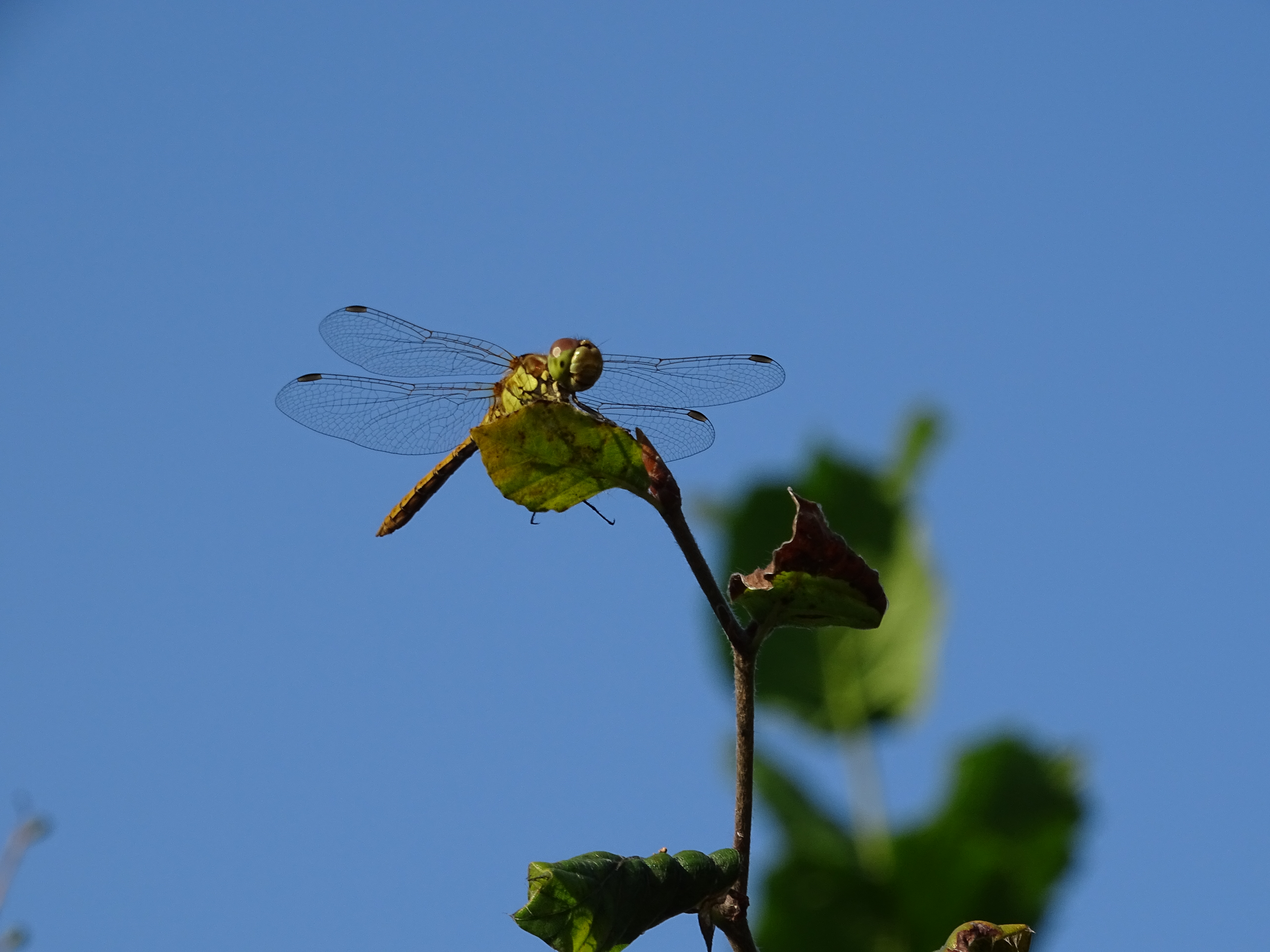 libelle-op-een-mooie-zomerdag-in-2015