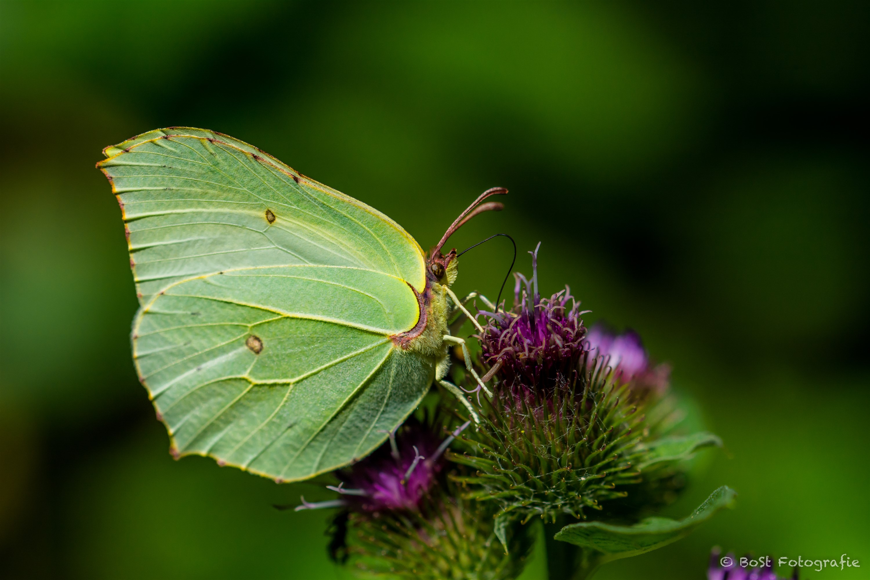 citroenvlinder-even-bijtanken