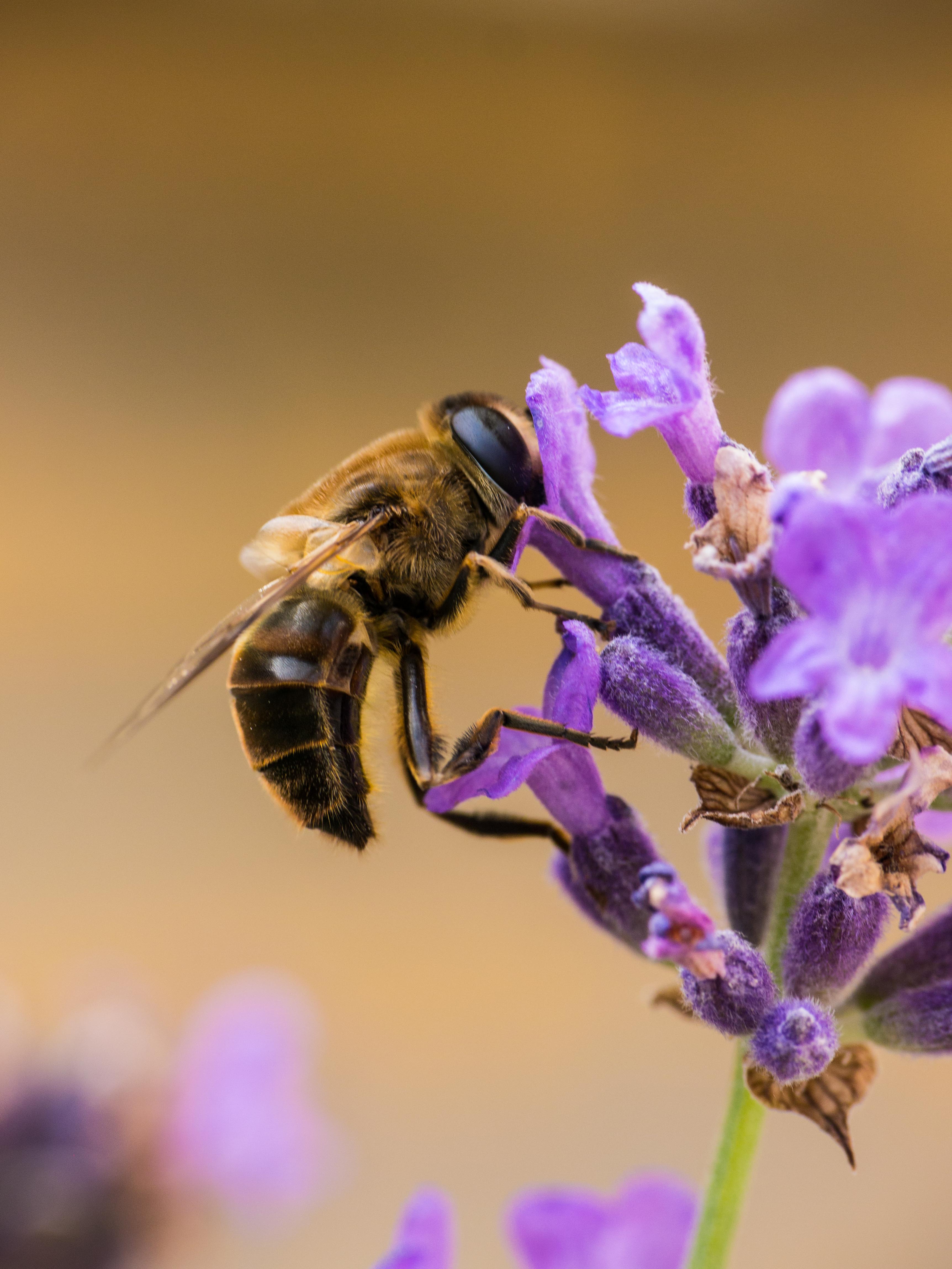 tattoo-portret-of-a-baby-on-shoulder