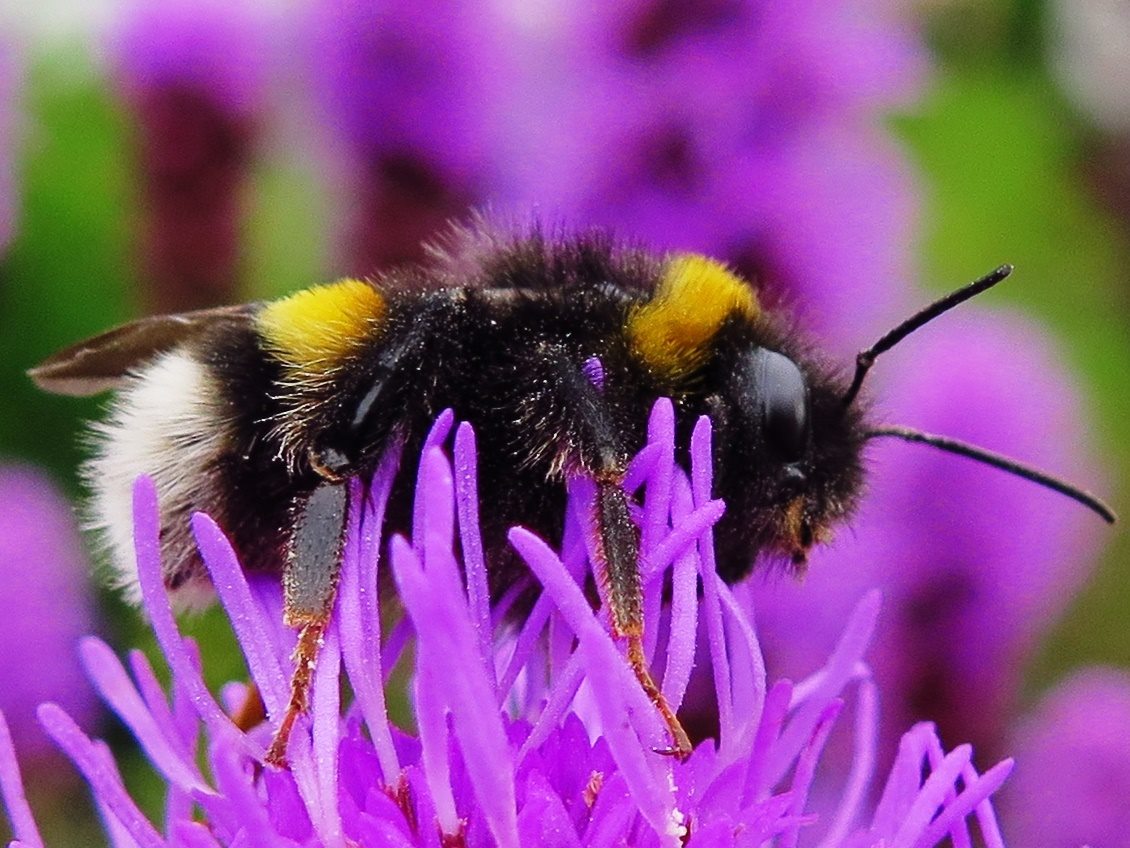 oog-in-oog-met-een-hommel
