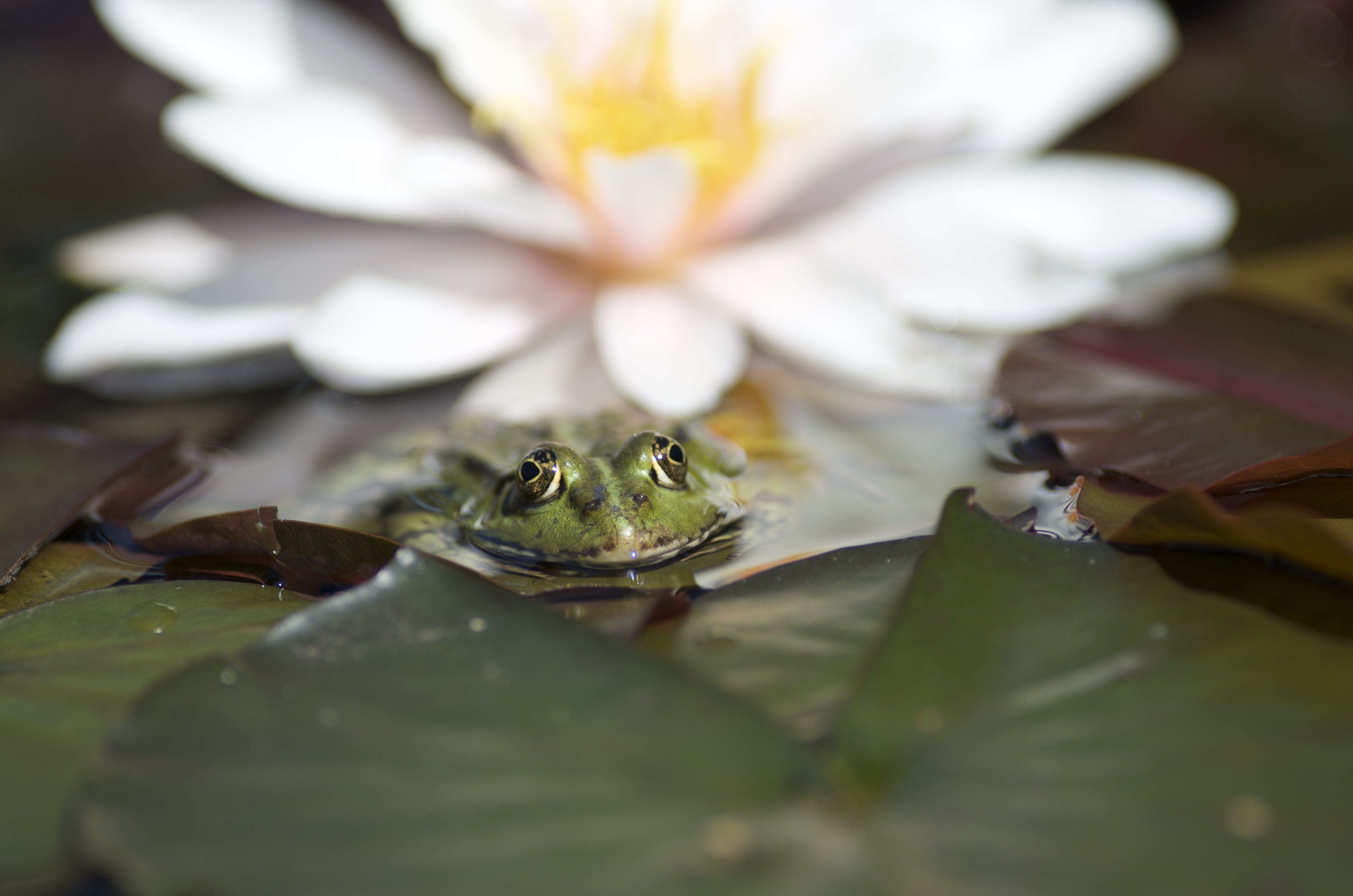 vorst-van-onze-polders