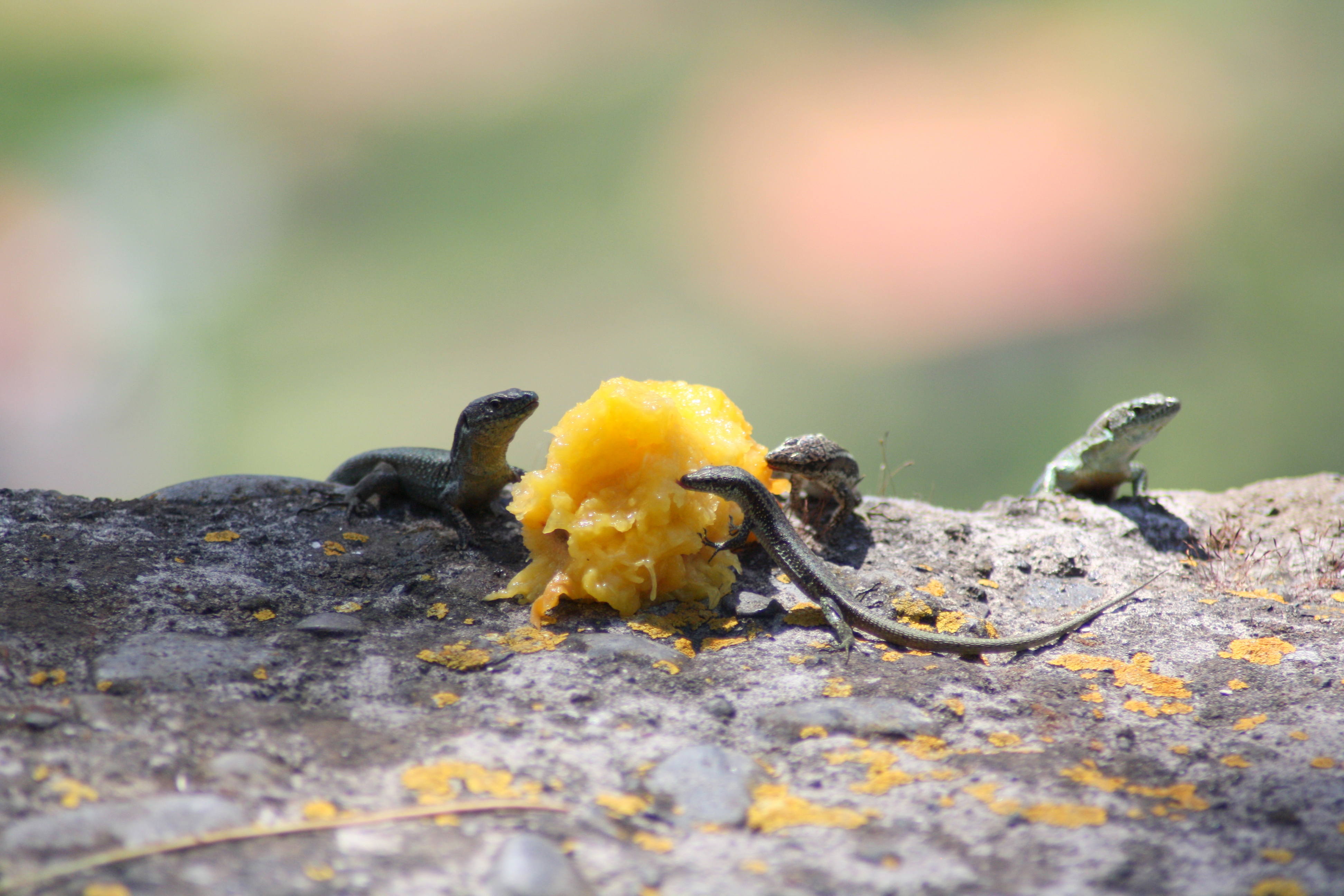 perzik-als-hoofdgerecht