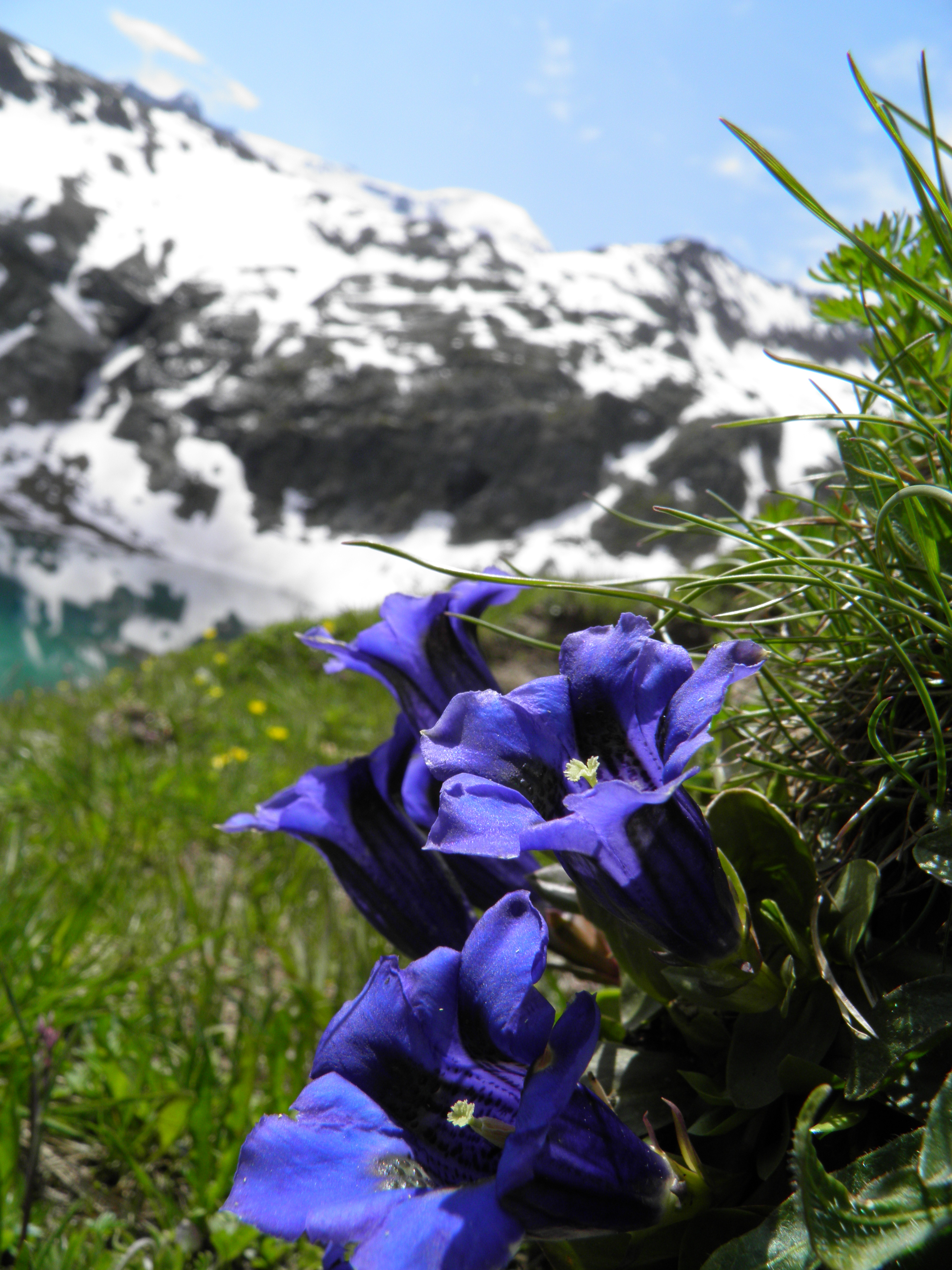 blauwe-gentiaan-in-de-alpen