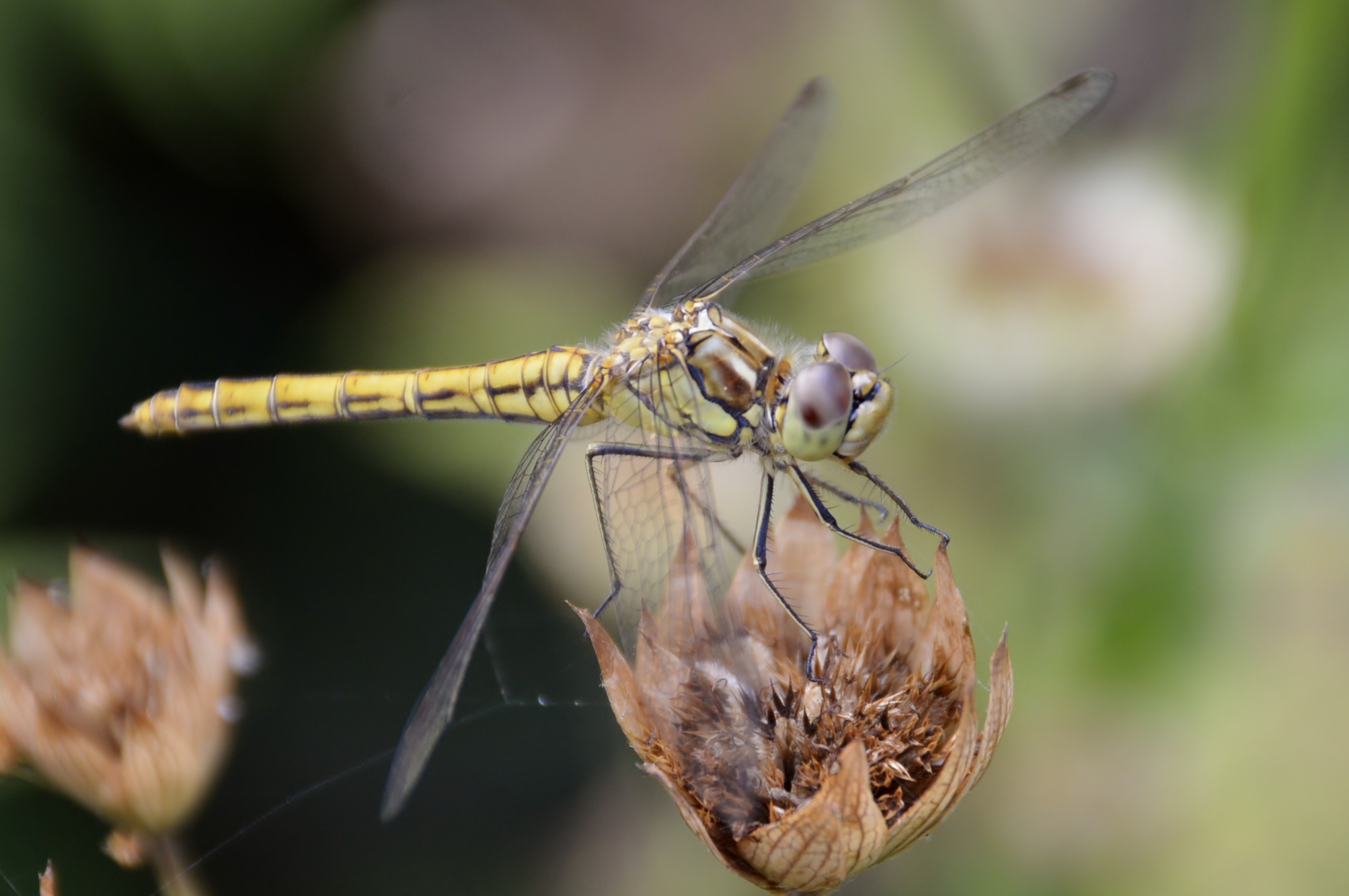 libelle-op-een-bloem