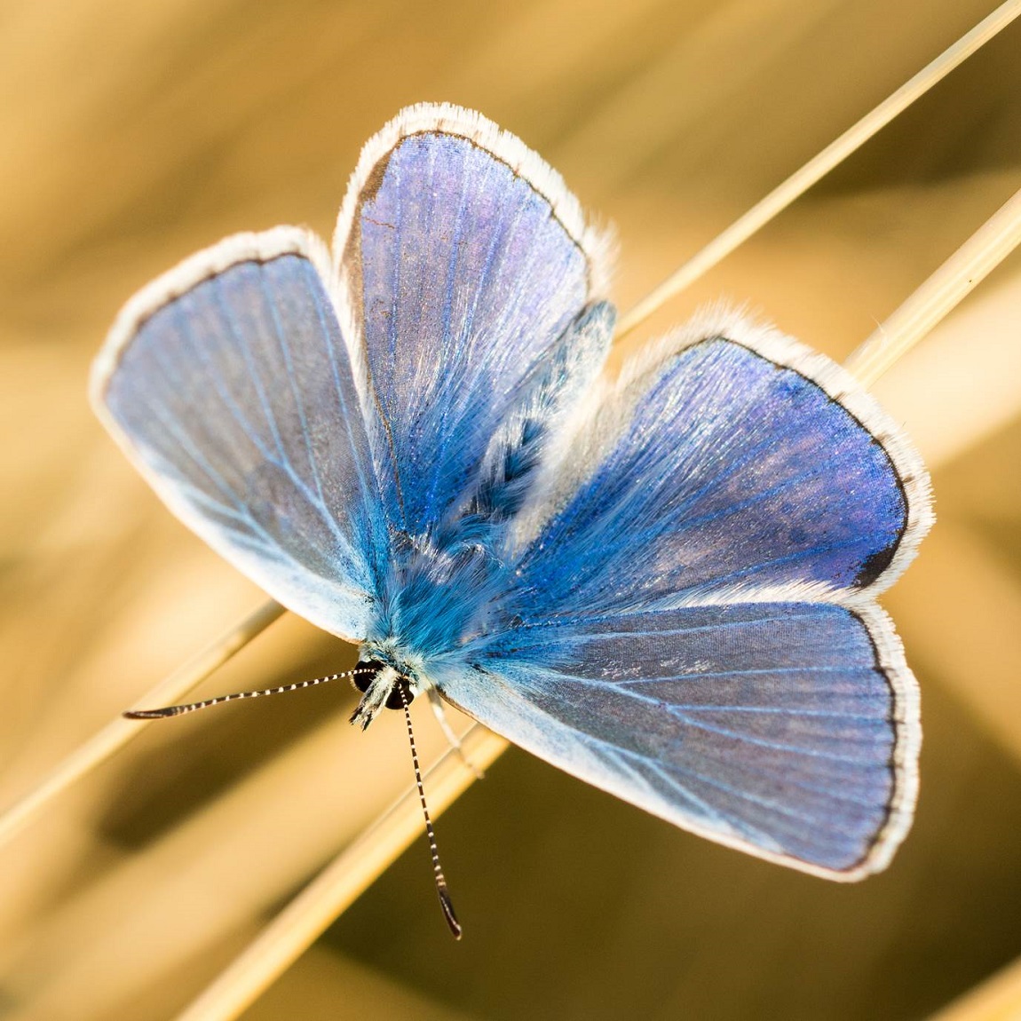 in-de-spotlight-icarusblauwtje-van-boudewijn-de-busschere