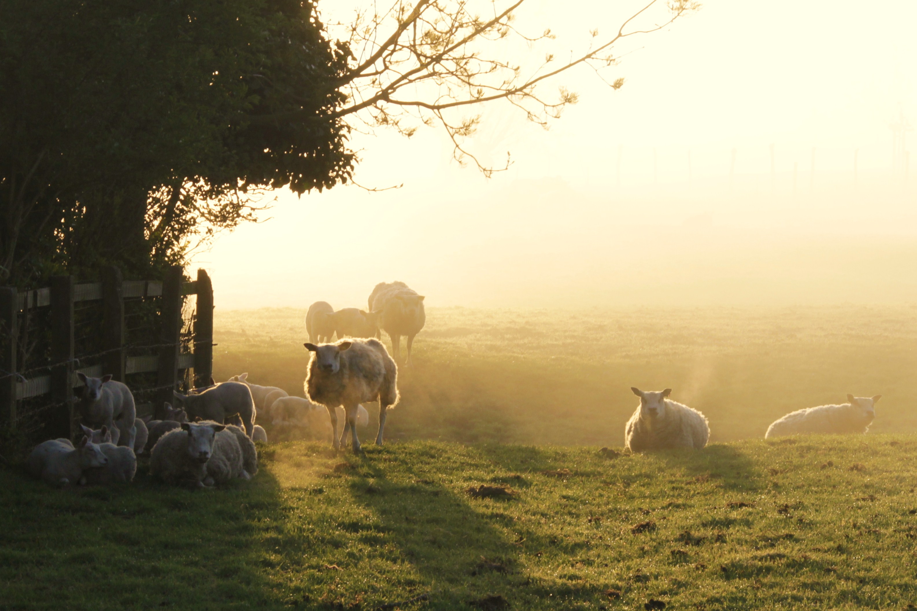 schapen-in-de-mist-1