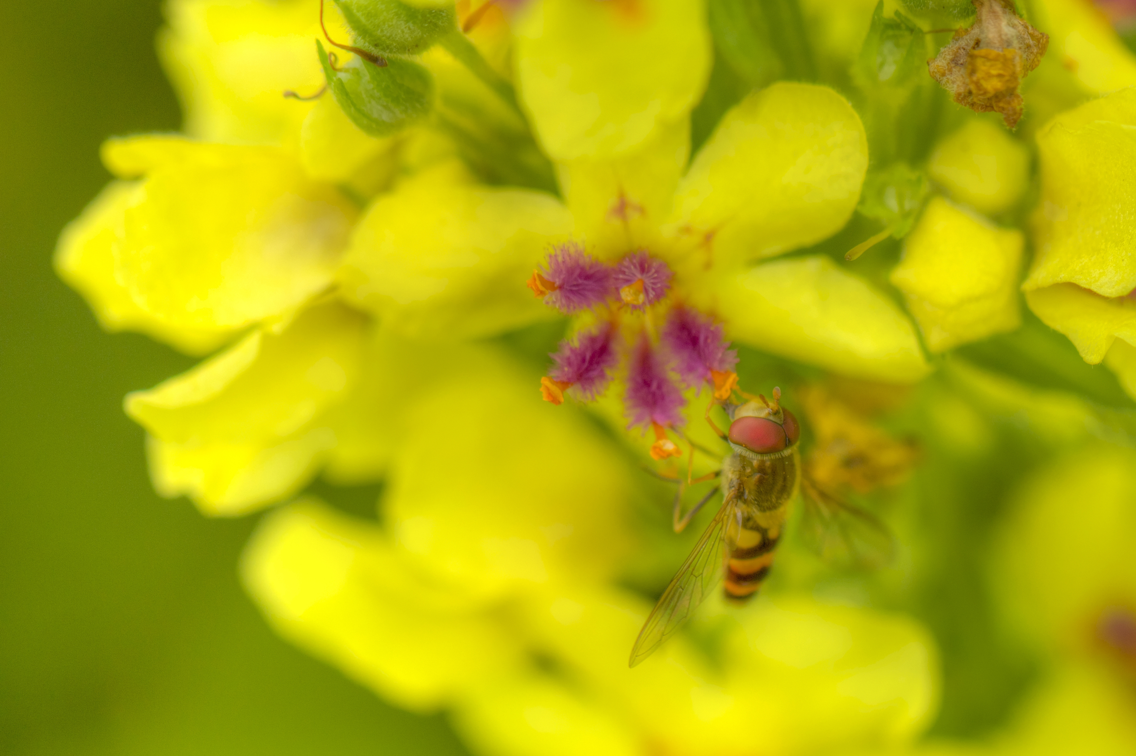 toorts-met-zweefvliegje