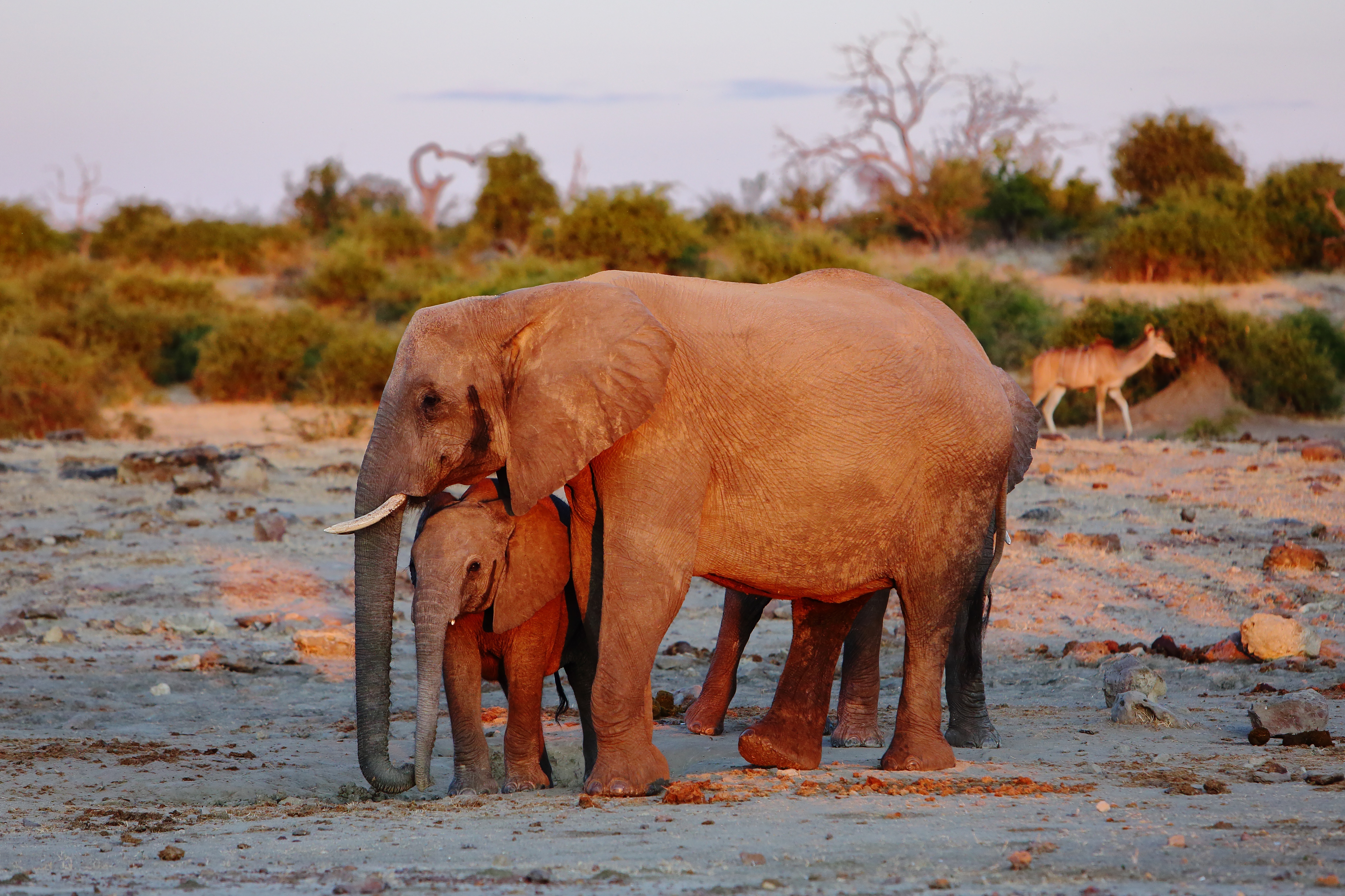 prachtige-reisreportage-botswana-van-wilmar-dik