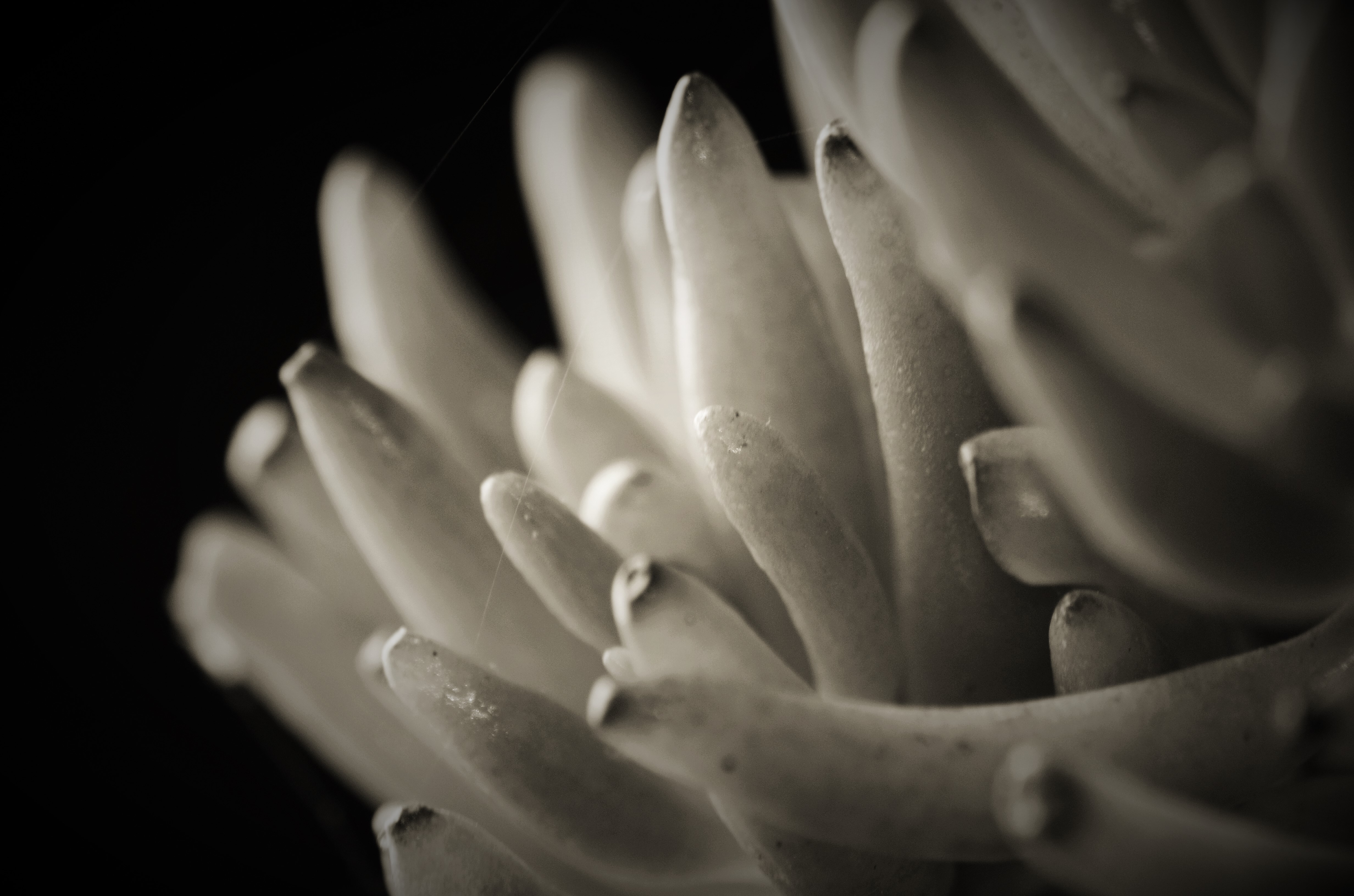 black-white-plant-uit-tenerife