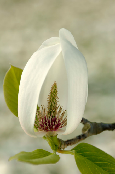 een-bloem-op-zijn-best