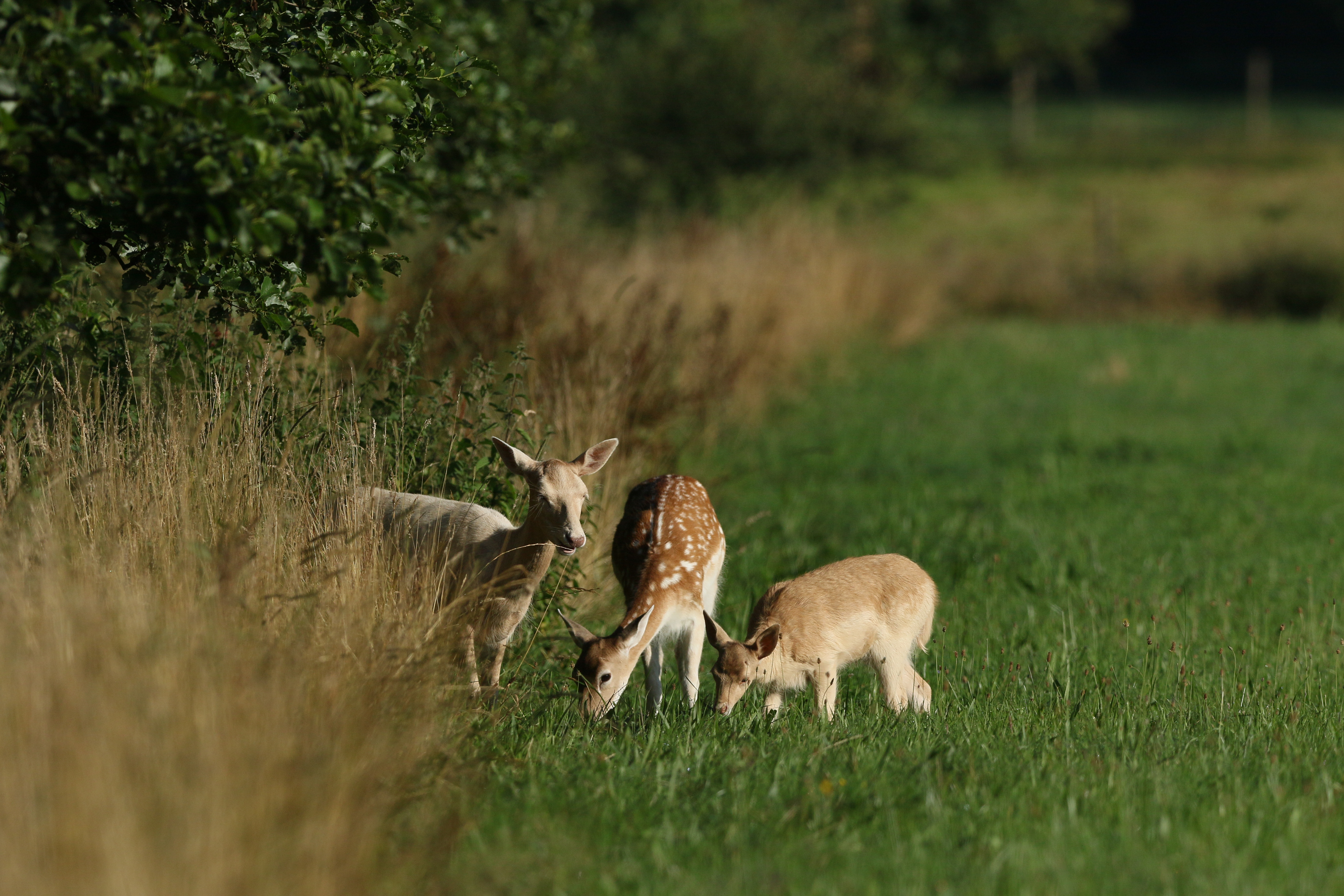 3-generaties-damhert-in-ochtendlicht