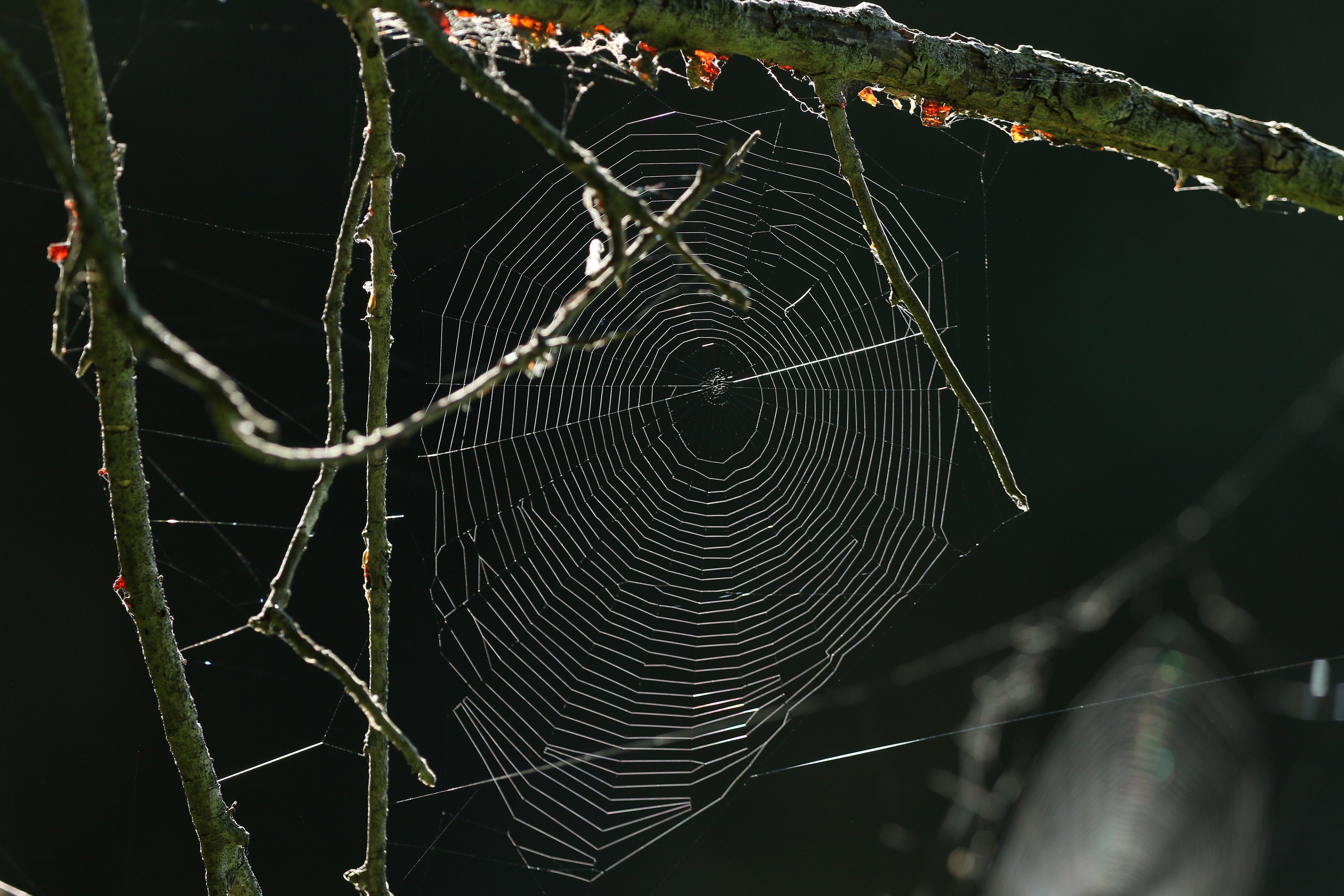 spinnenweb-in-ochtendlicht-bos