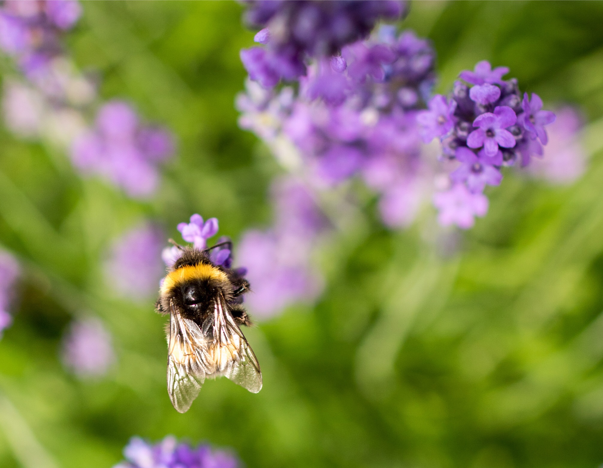 hommel-op-lavendel-2