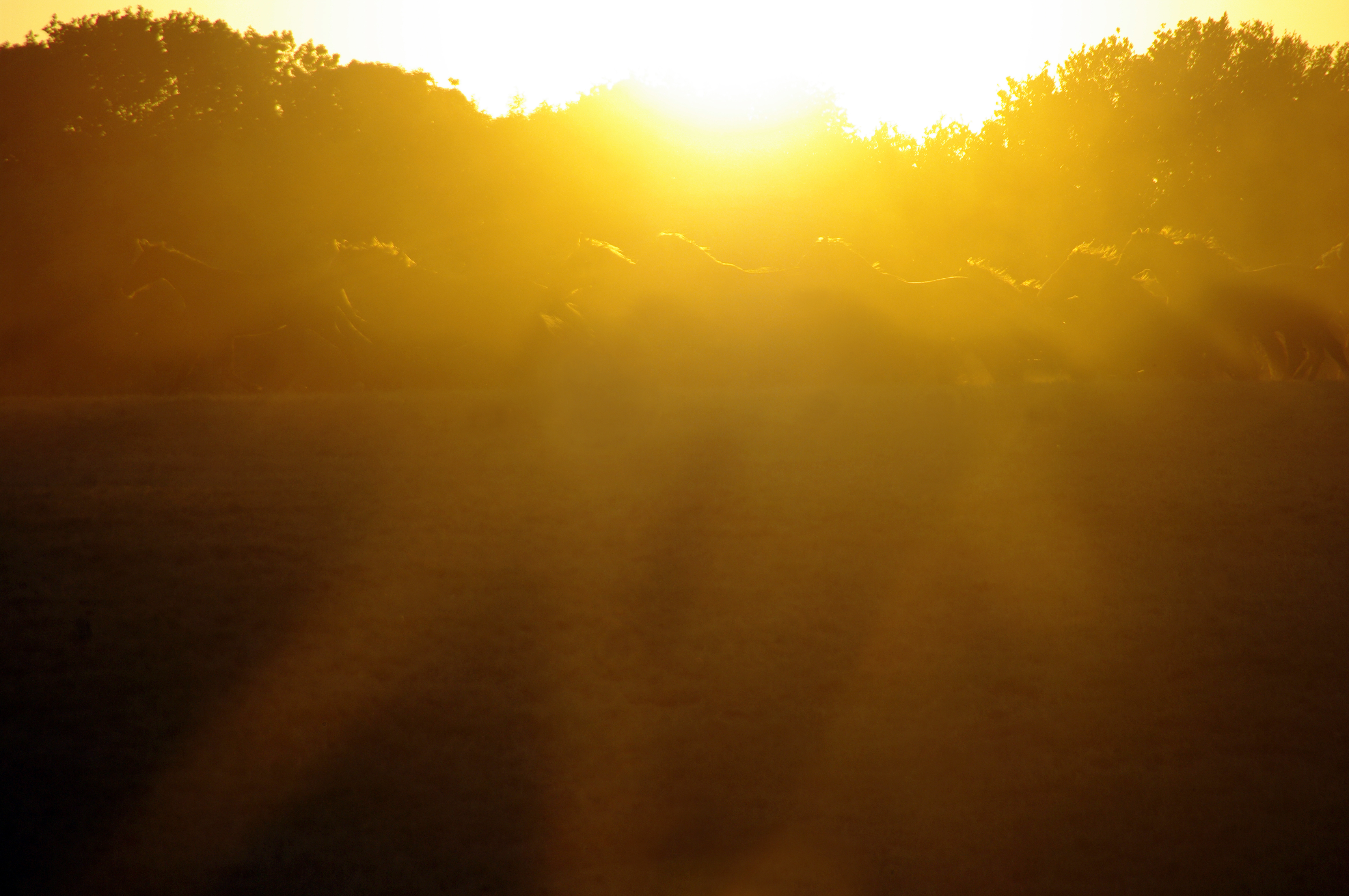 avondlicht-in-beweging