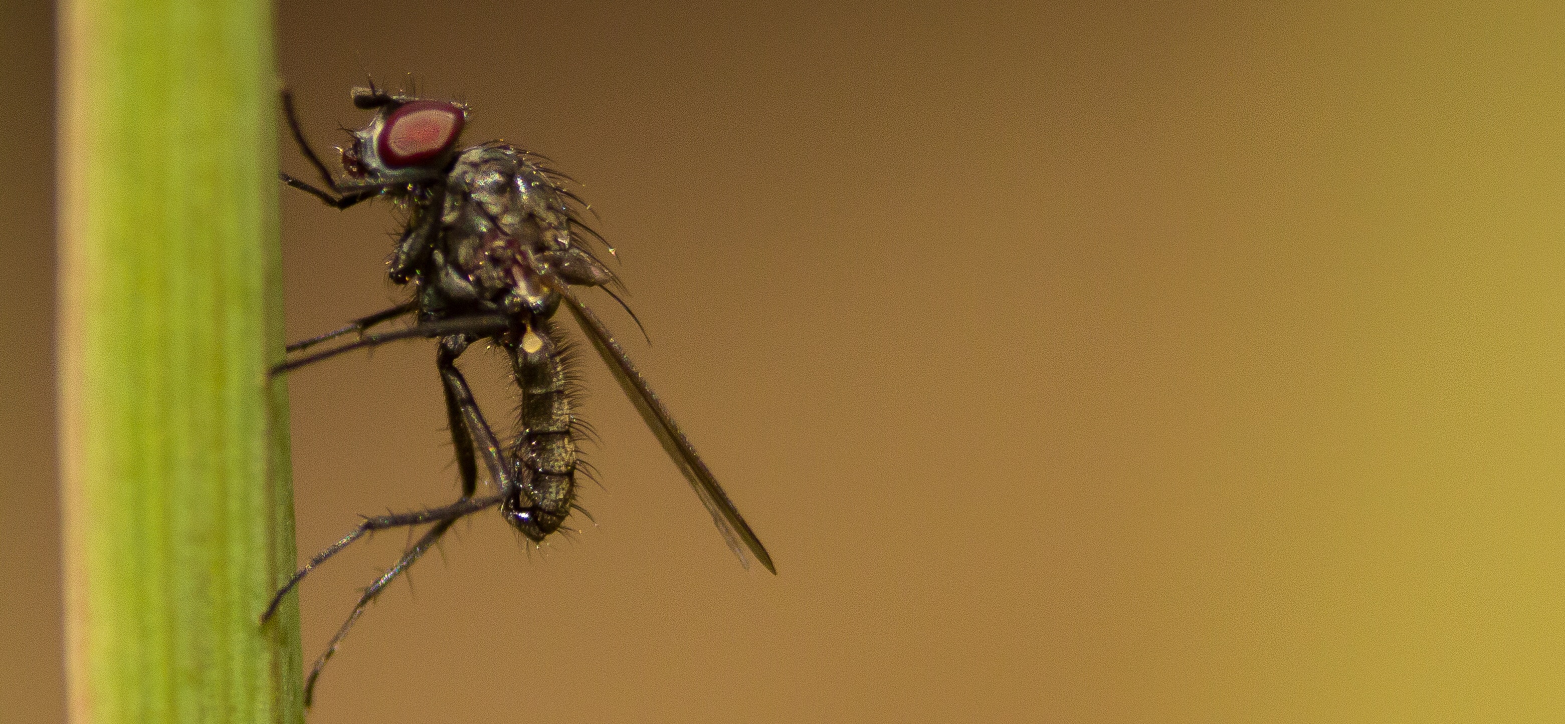 climbing-to-the-top-1