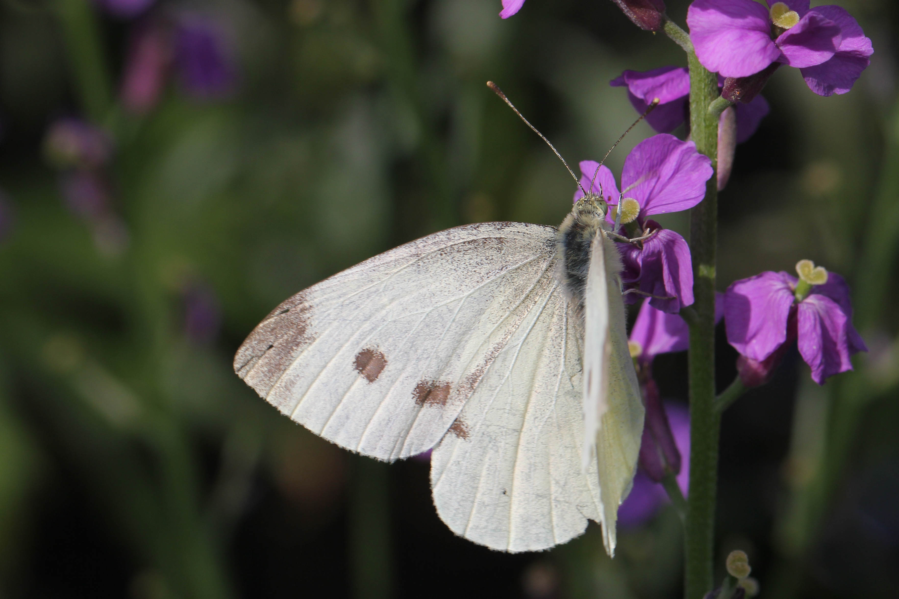 koolwitje-in-pastorie-ankeveen