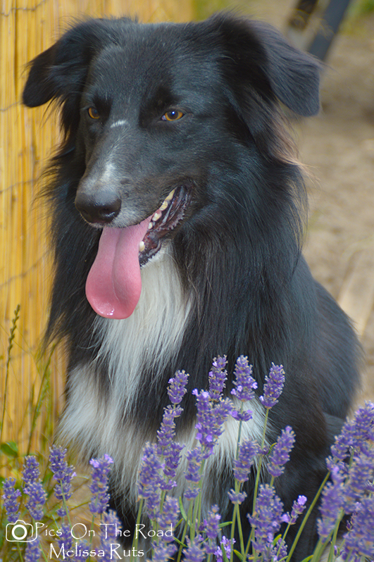 marly-tussen-de-bloemetjes