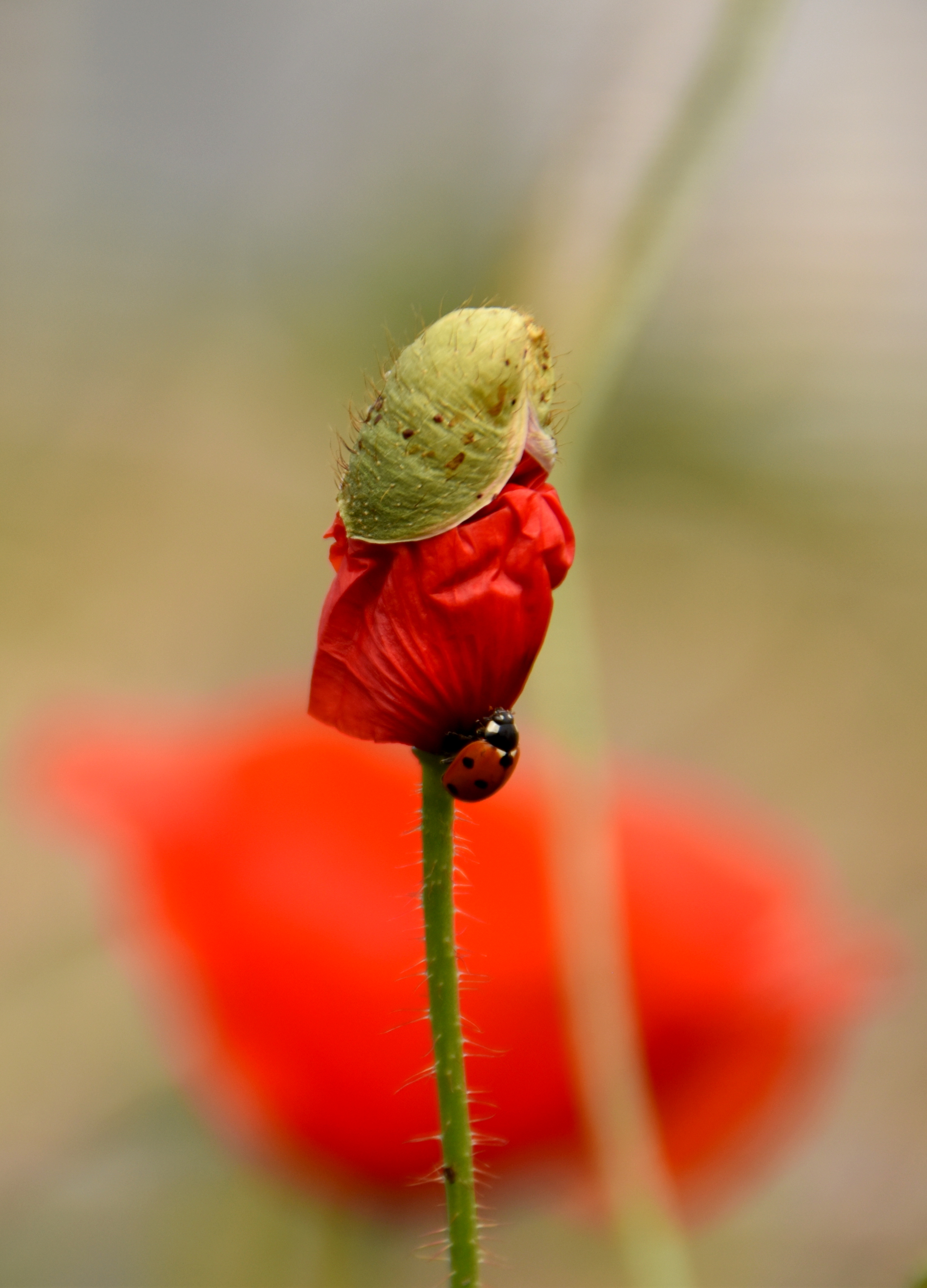 klaproos-met-lieveheersbeestje