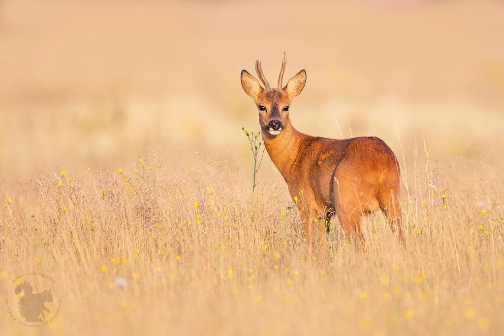 reebok-in-het-ochtendlicht