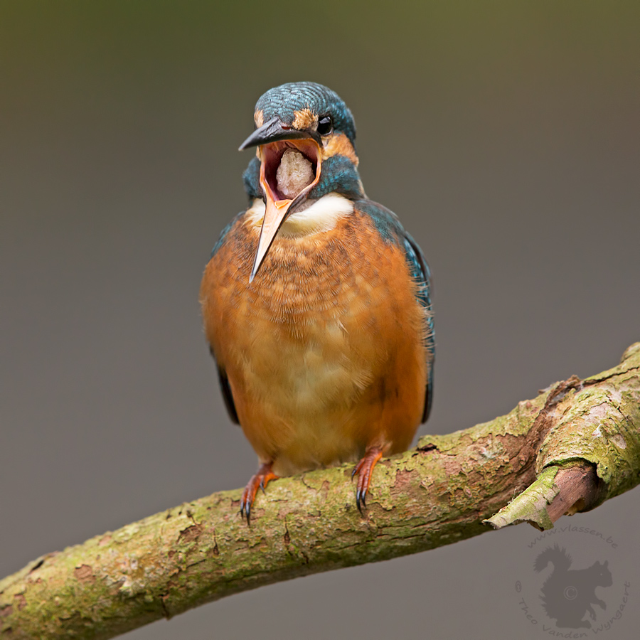 even-een-braakbal-naar-buiten-werken