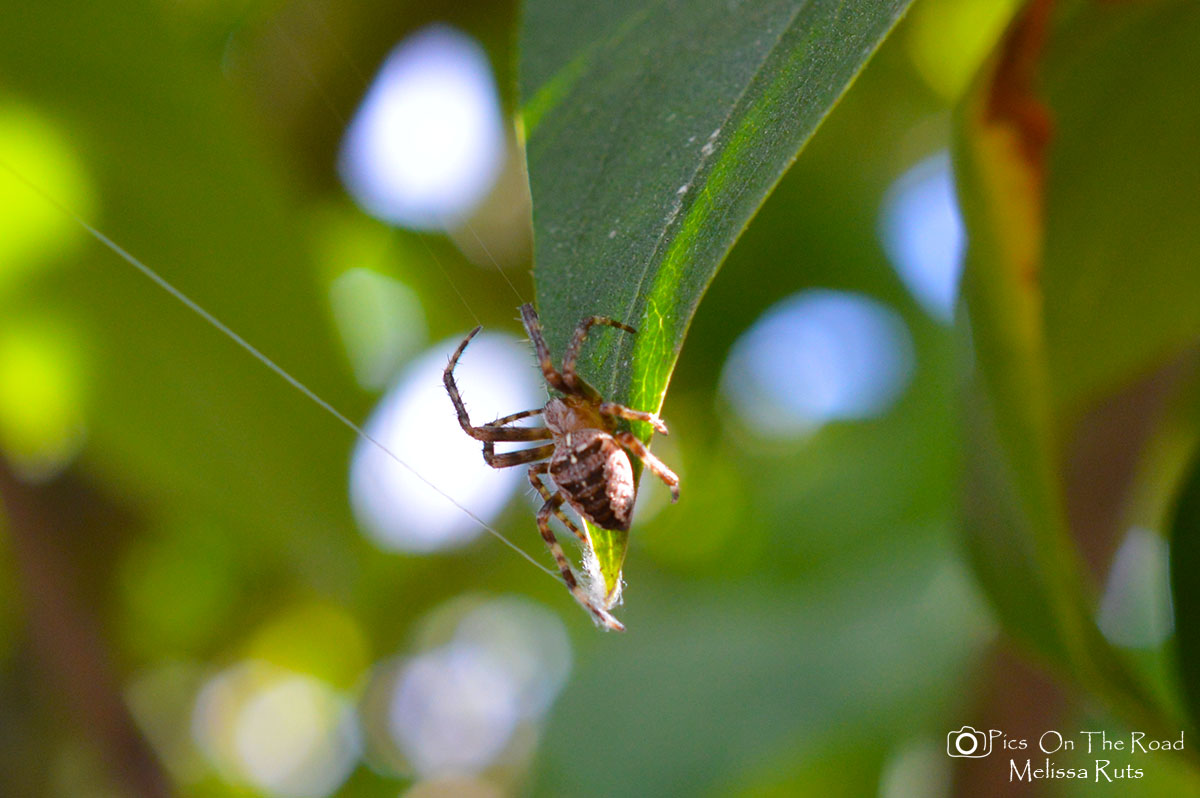 spider-on-a-leaf