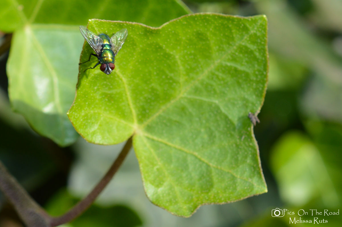 fly-on-a-leaf
