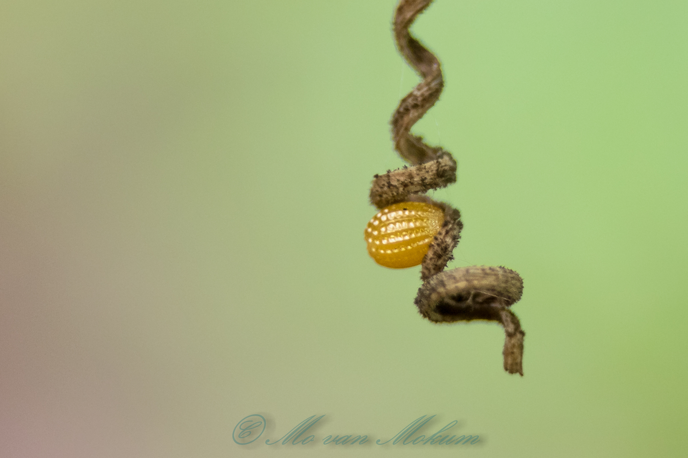 passiebloemvlinderei