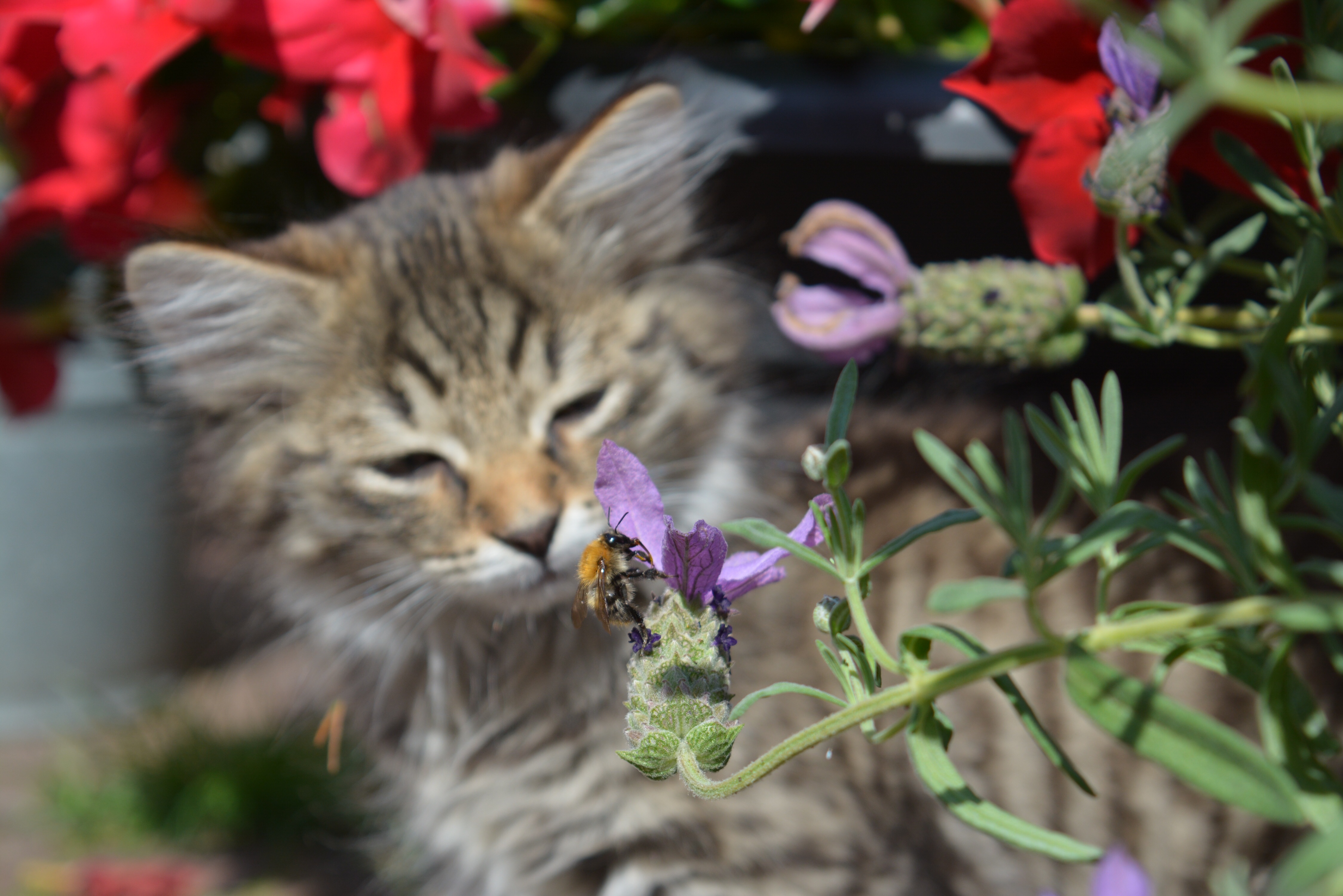 kitten-observeert-hommel