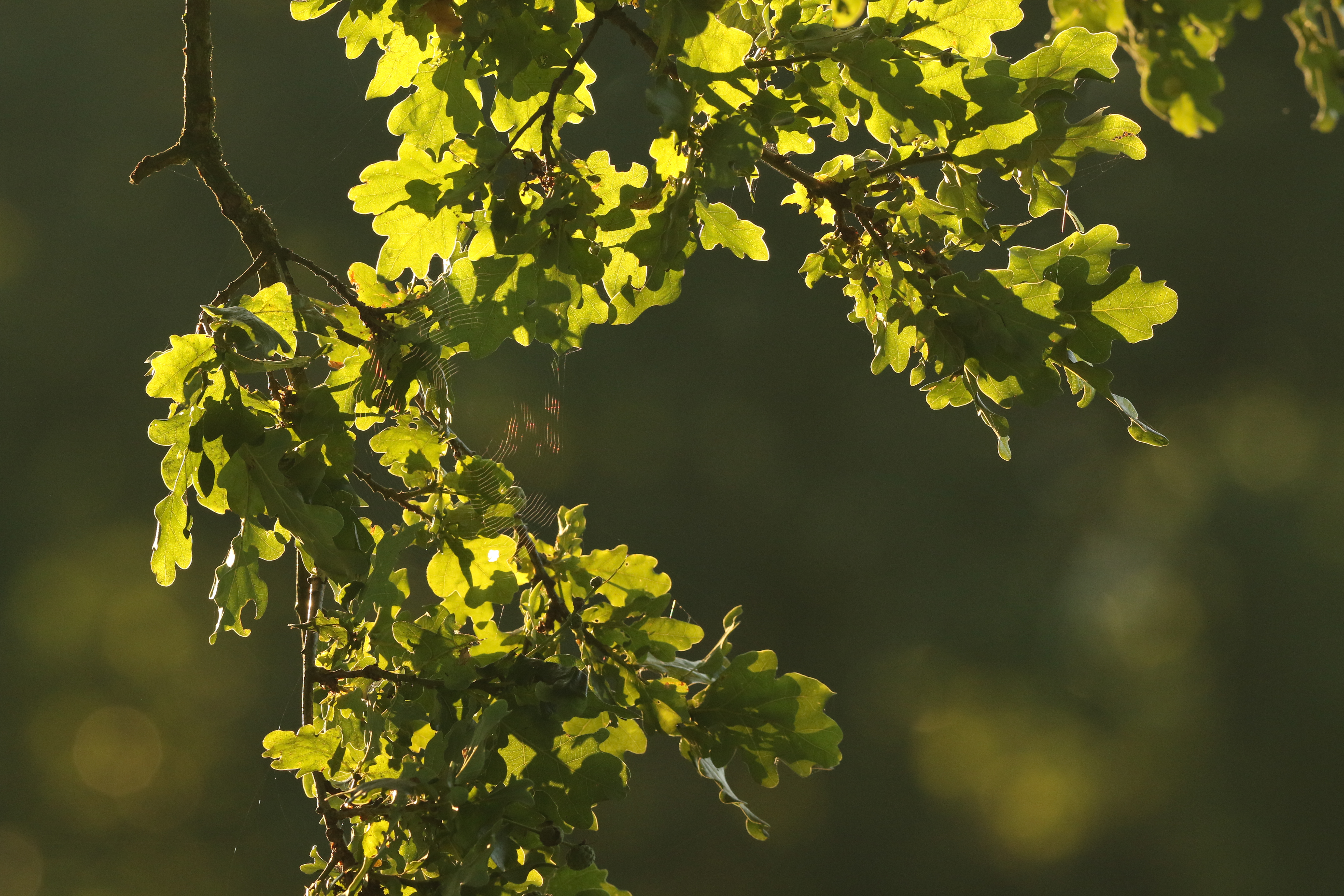 eikenblad-in-tegenlicht