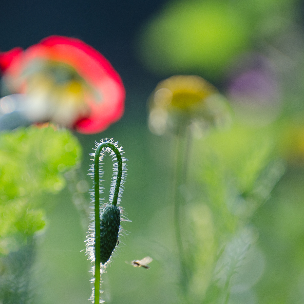 op-weg-naar-een-klaproos