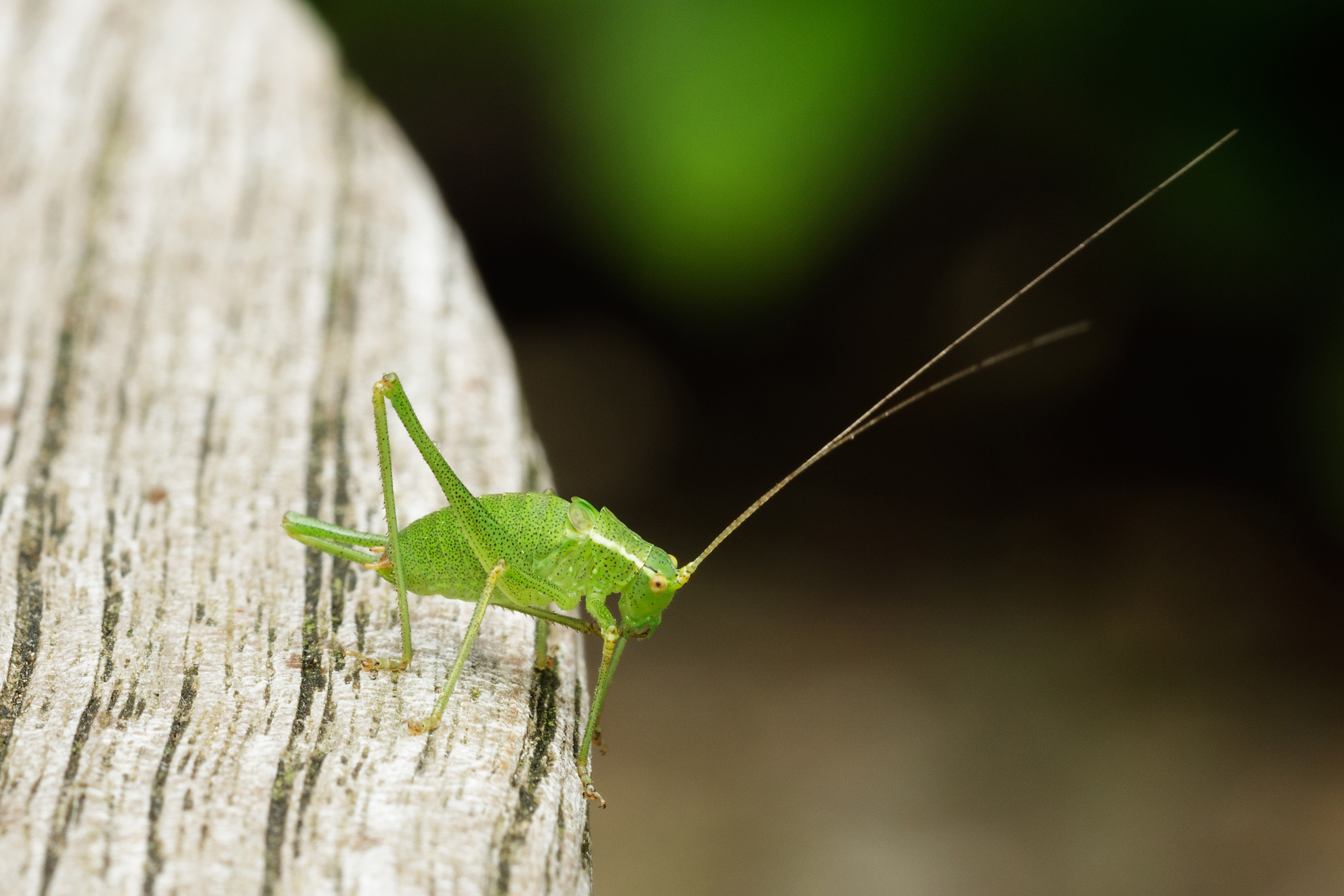 zal-ik-de-sprong-maar-wagen