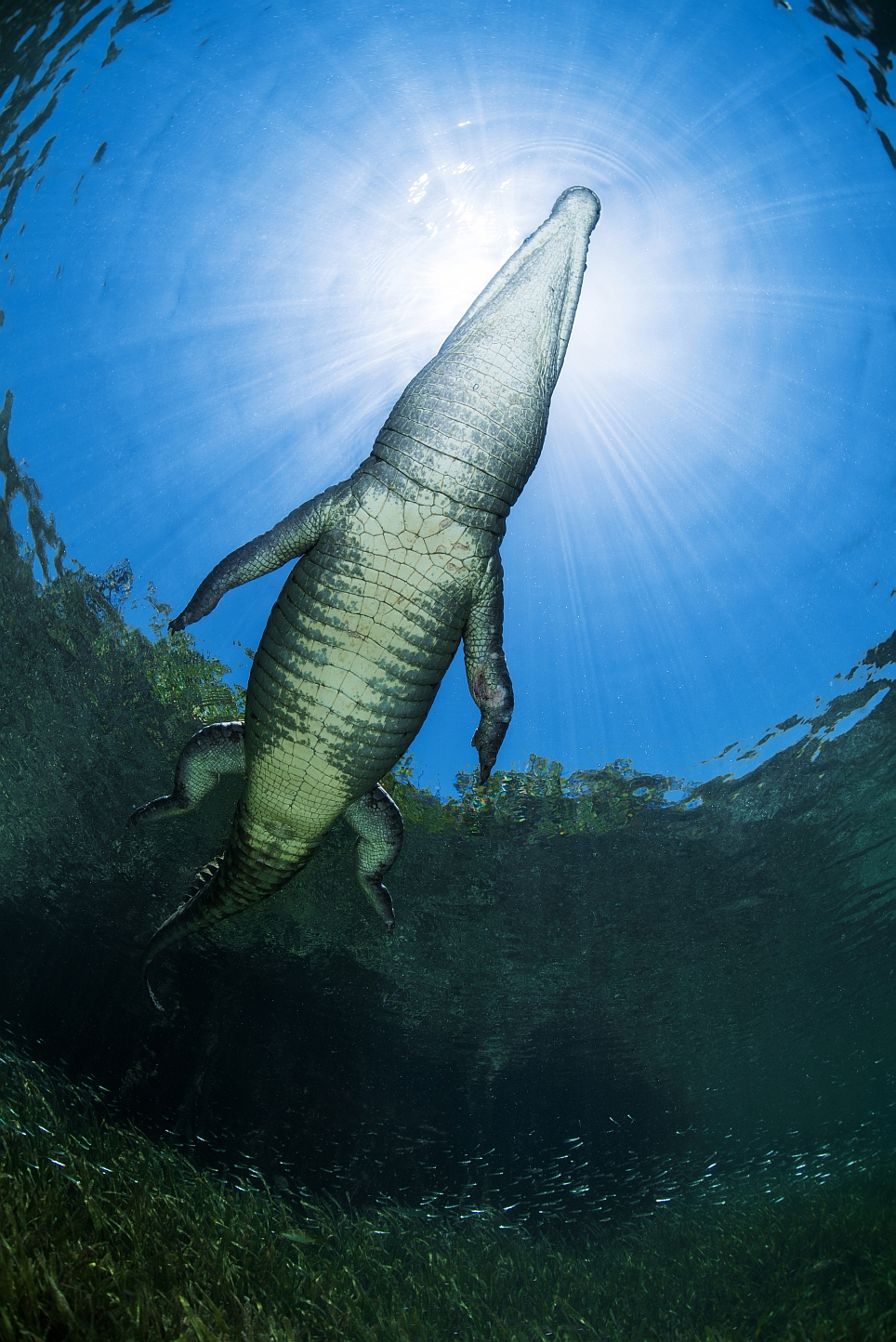 krokodil-in-tegenlicht