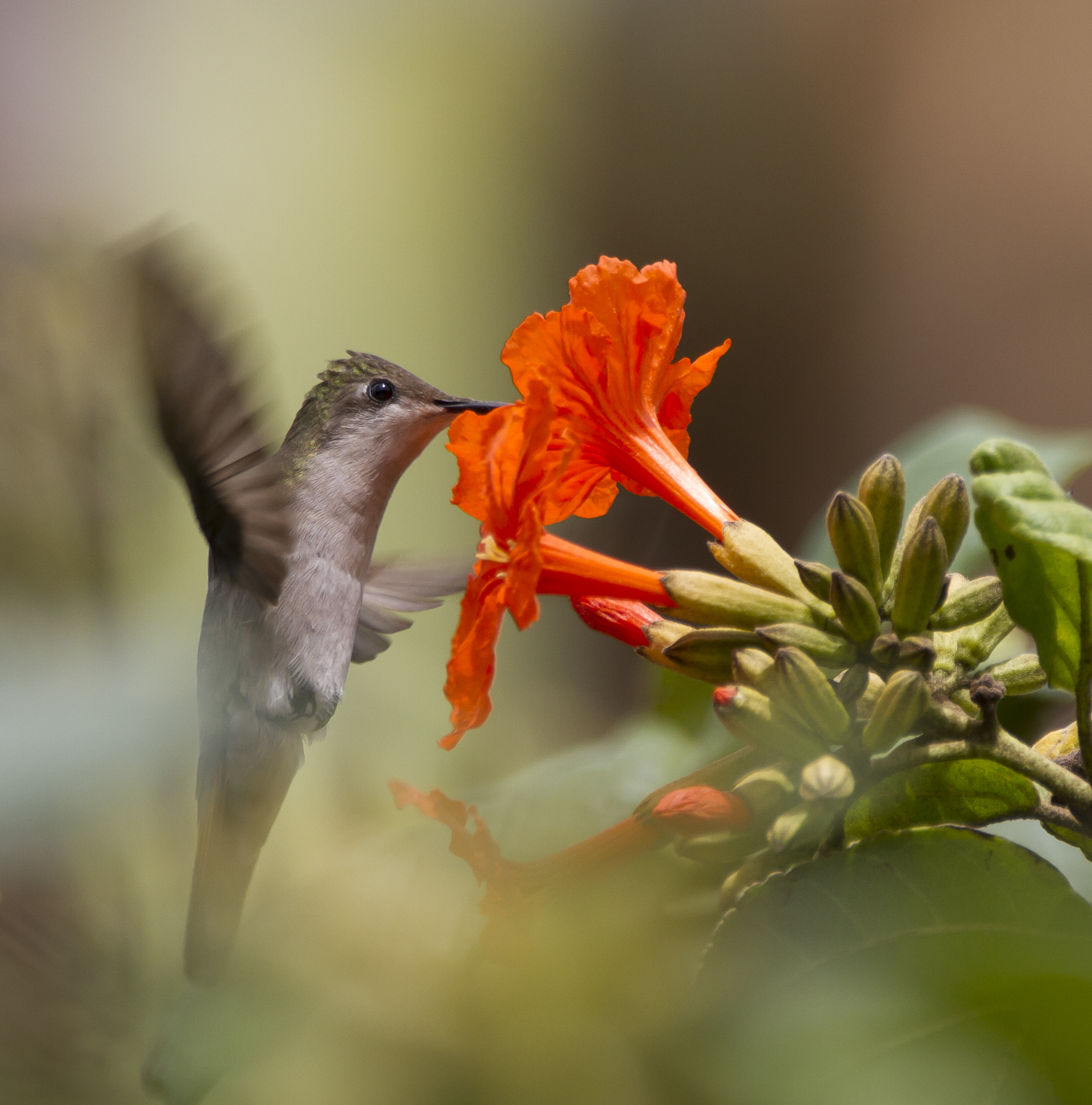 kolibrie-de-snelste-vleugelbeweging-op-aarde