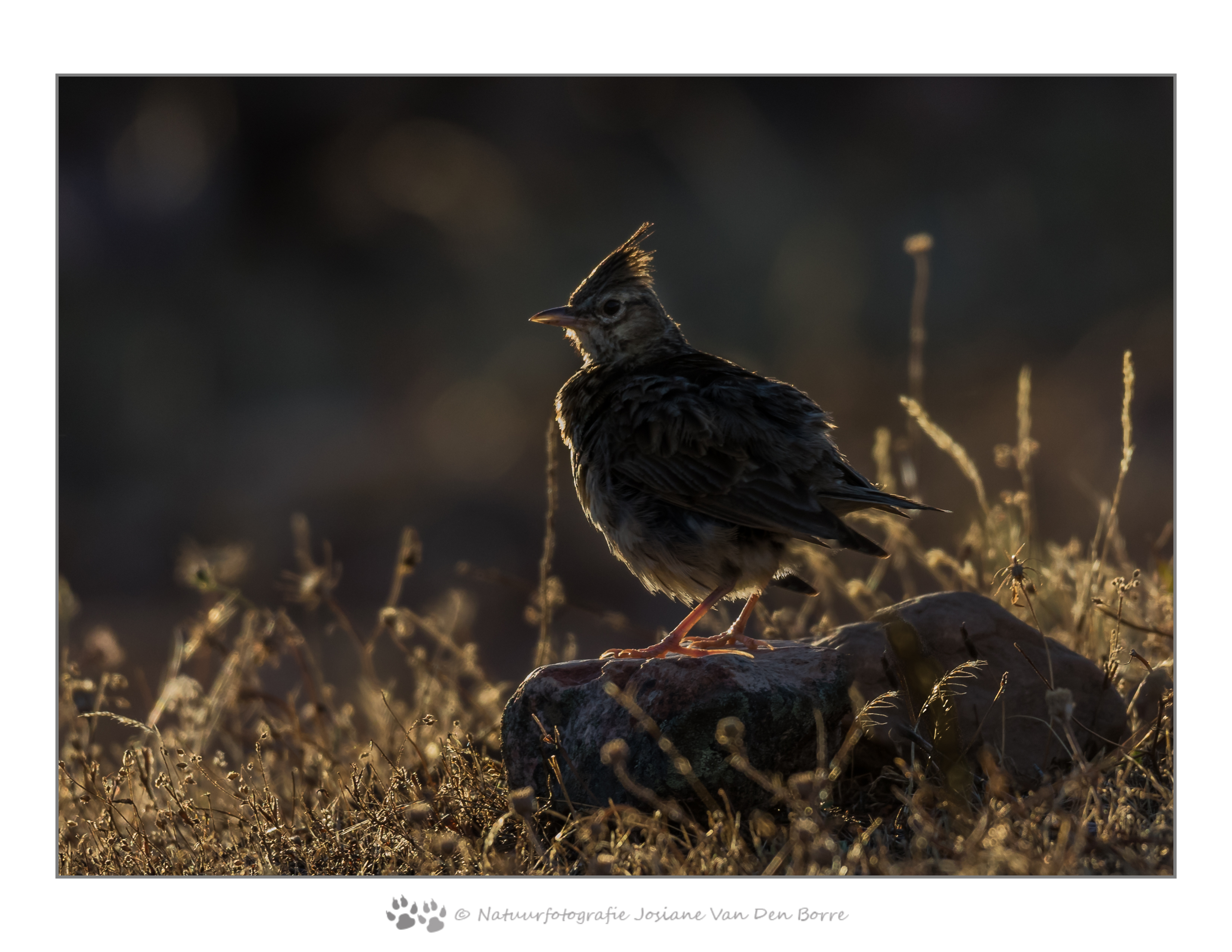 tegenlicht-kuifleewerik