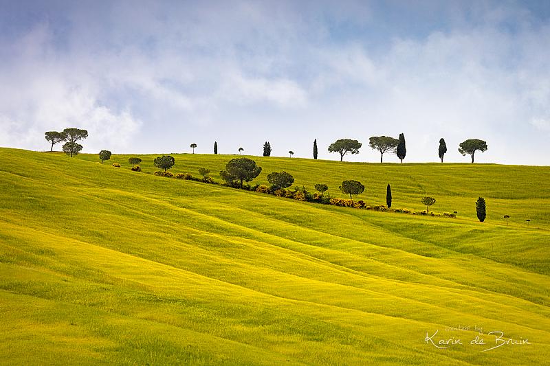trees-of-tuscany