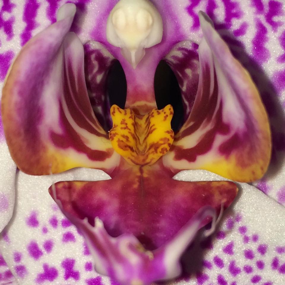 tigerorchidee
