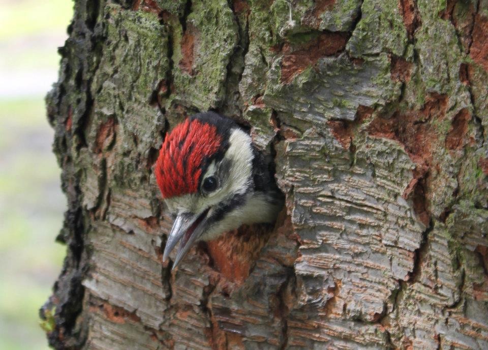 jonge-bonte-specht-wil-de-wereld-gaan-verkennen
