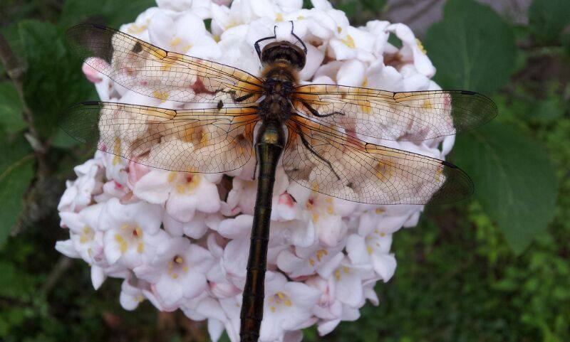 close-up-libelle-op-een-bloem