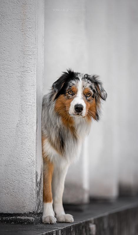 puppy-koda-2