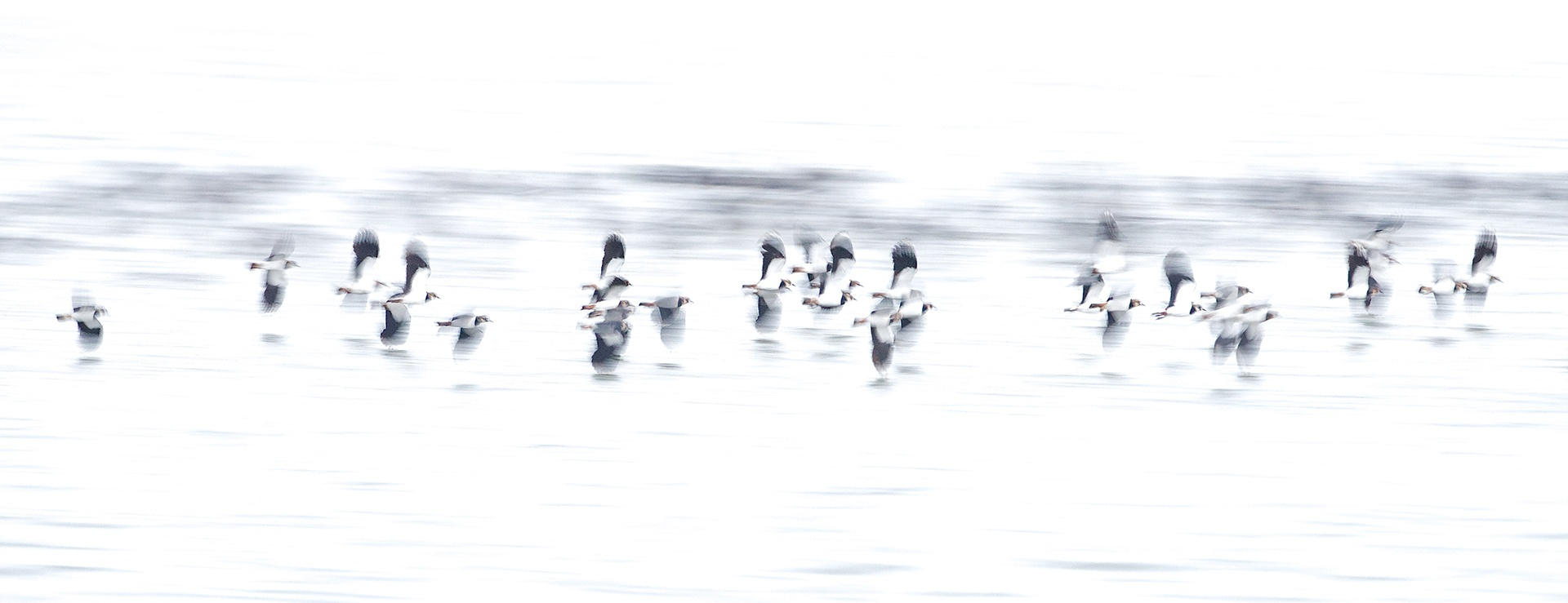 kievitten-in-de-vlucht