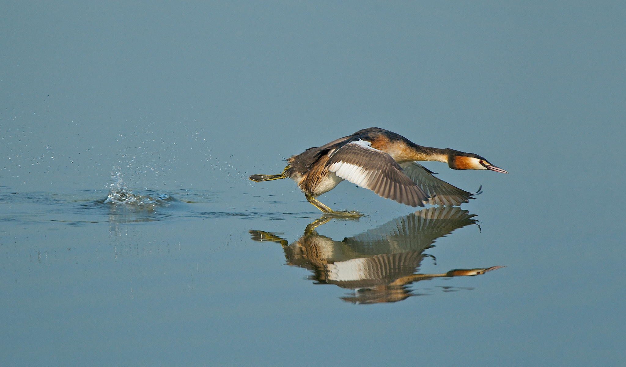 fuut-rent-over-water