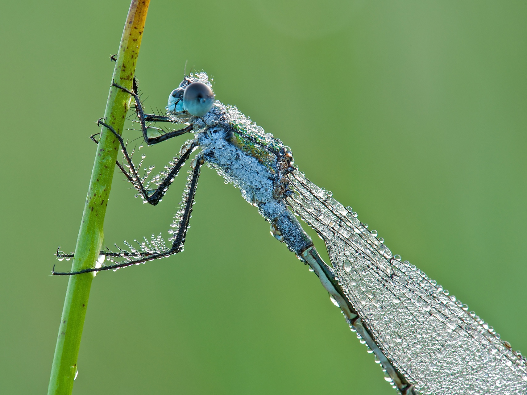 pantserjuffer-closeup